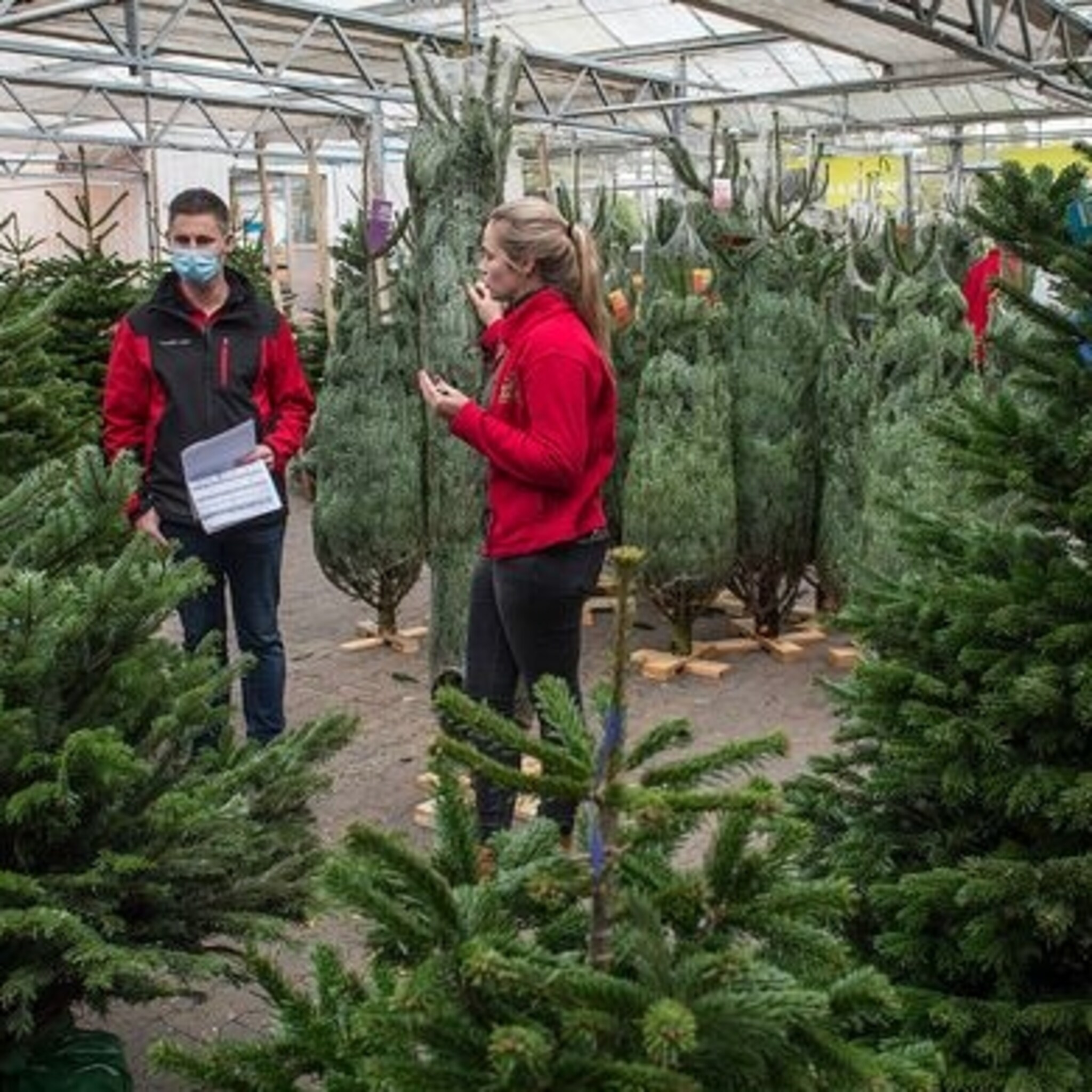 tuinbranche ziet vroege run op kerstbomen winkeliers horen klanten er expliciet om vragen