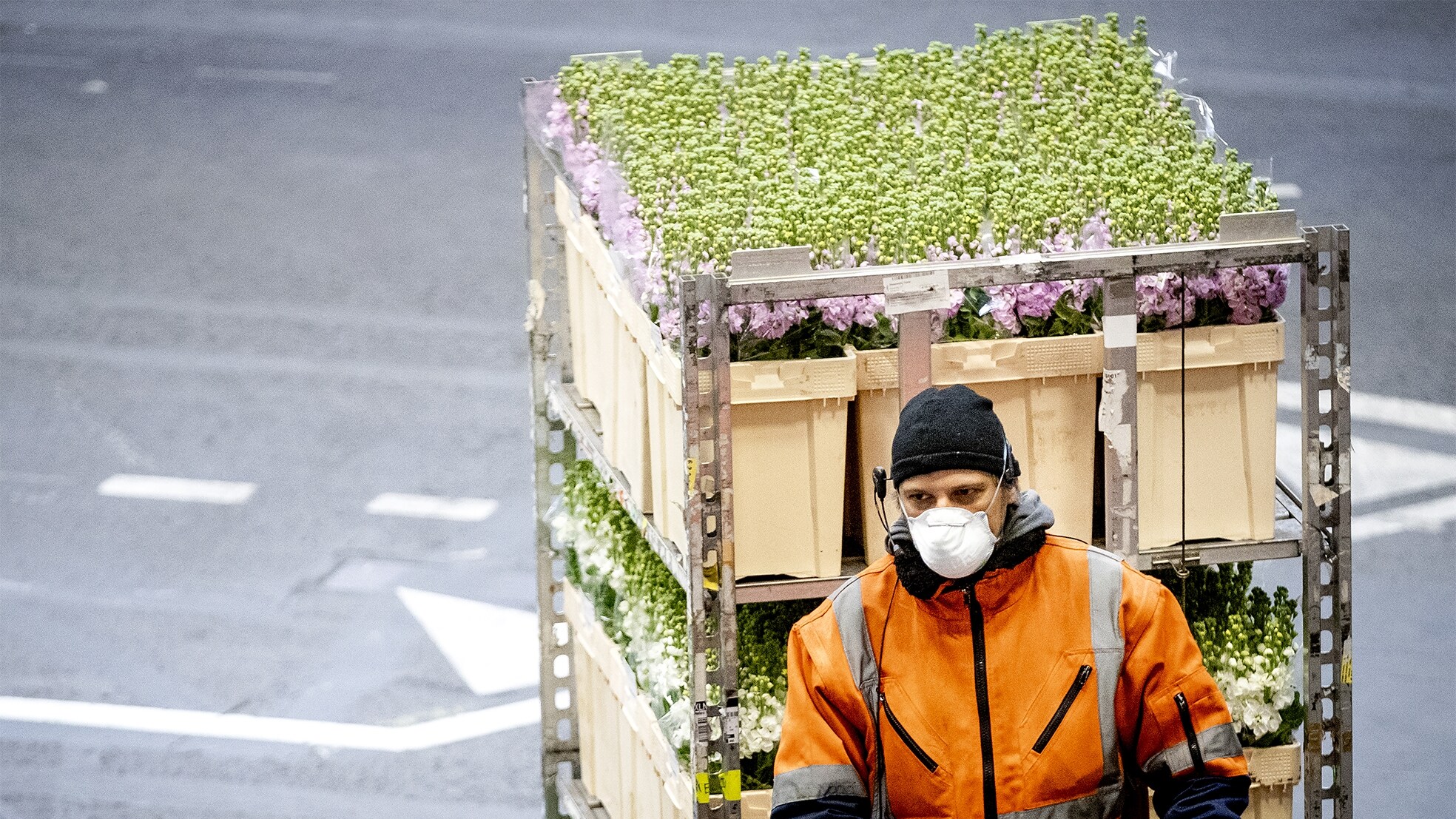 Een medewerker voert verse bloemen aan in de veilinghal van FloraHolland. Foto: ANP