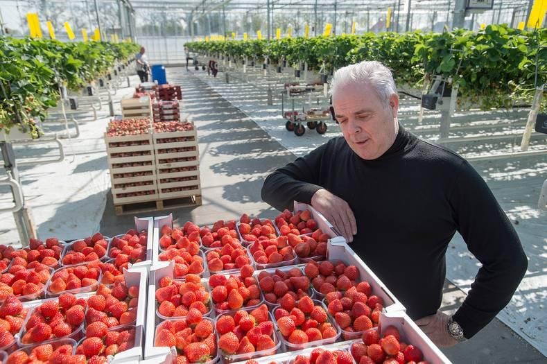 Ondernemer John Elst in de aardbeienkas bij de familie Laureijssen. Foto: AD/Ron Magielse.