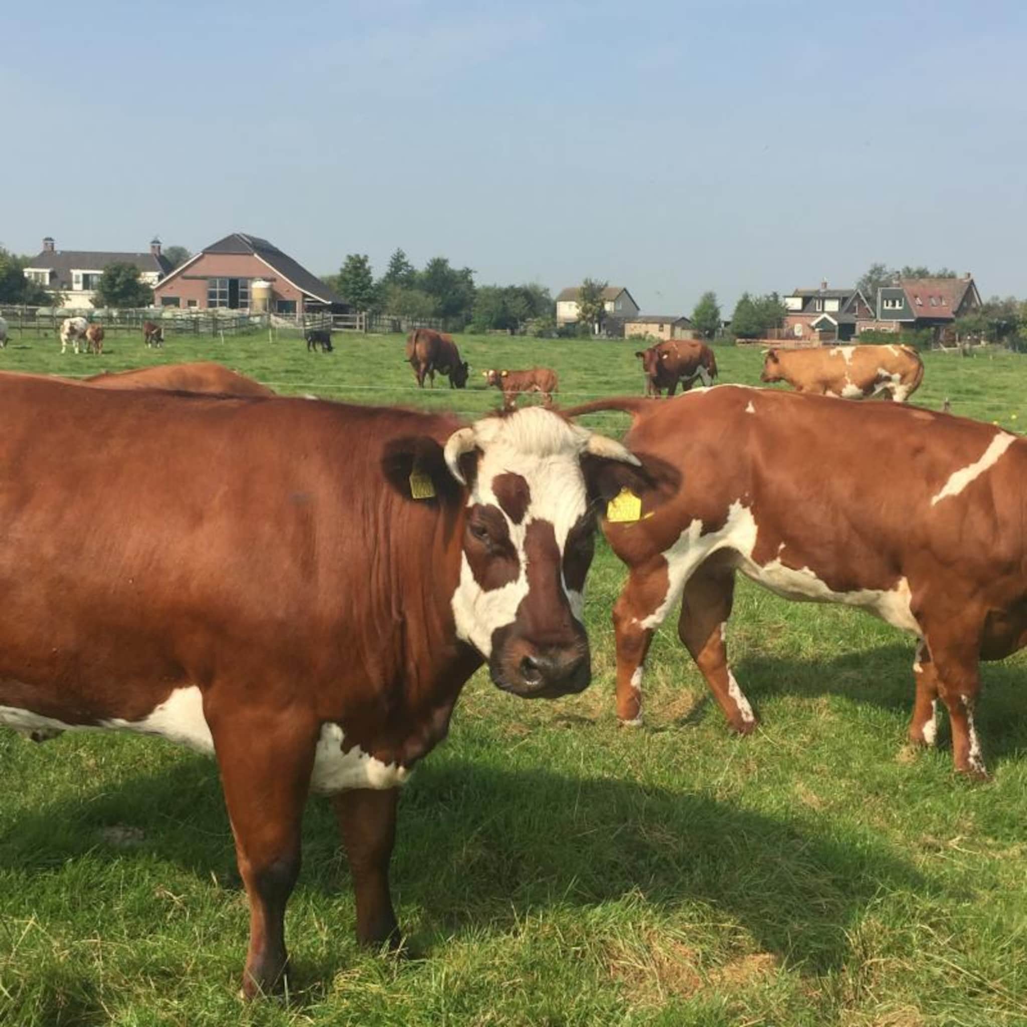 hoe thuisbezorging biologisch vlees conny s koe toekomst geeft