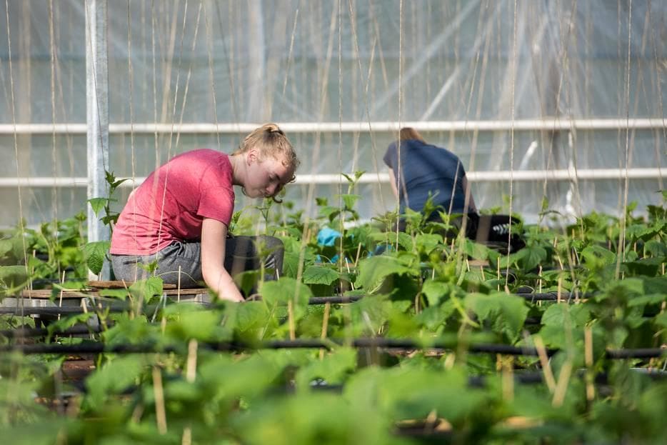 Oirschot Organics krijgt een lawine over zich heen van personeel dat zich aanbiedt. Foto: Jean Pierre Reijnen/DCI Media