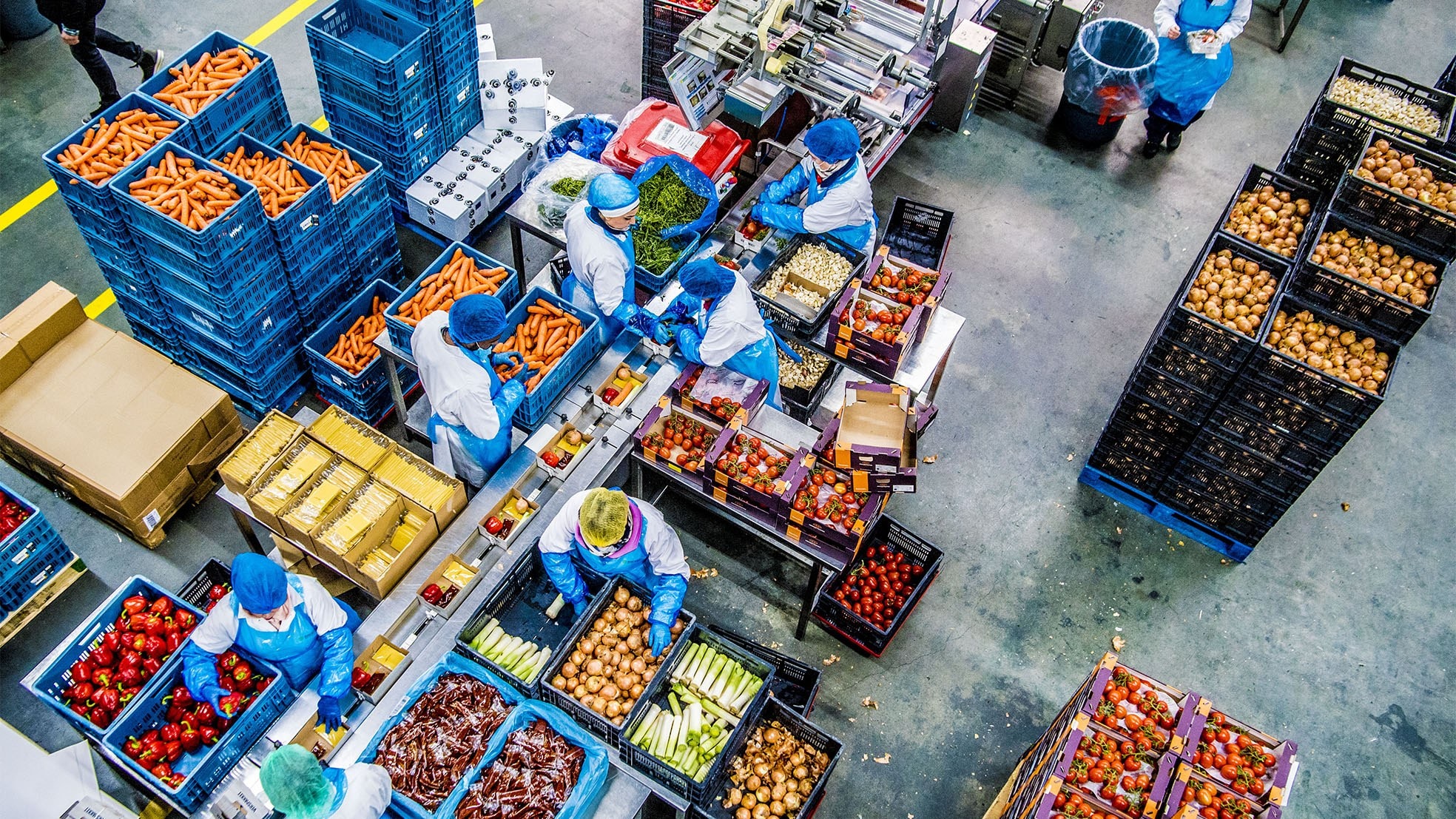 Werknemers bij exporteur en groothandel in groente en fruit Bakker Barendrecht. Foto: Robin Utrecht/ANP