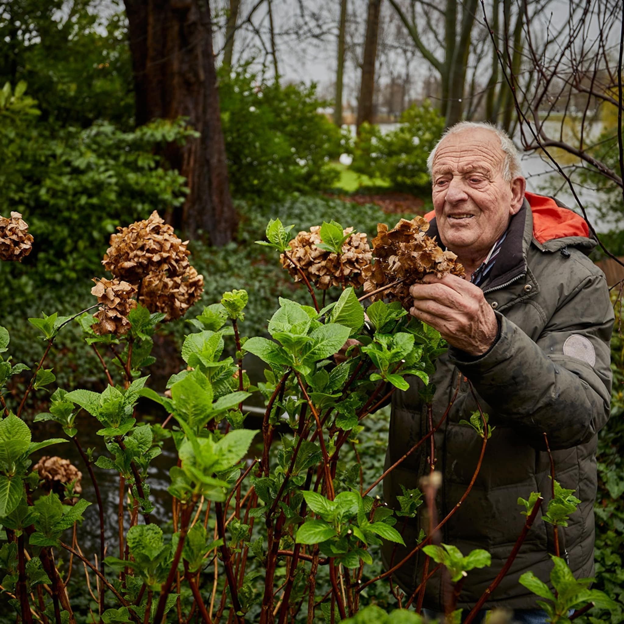 dit is piet 82 de oudste hovenier van nederland