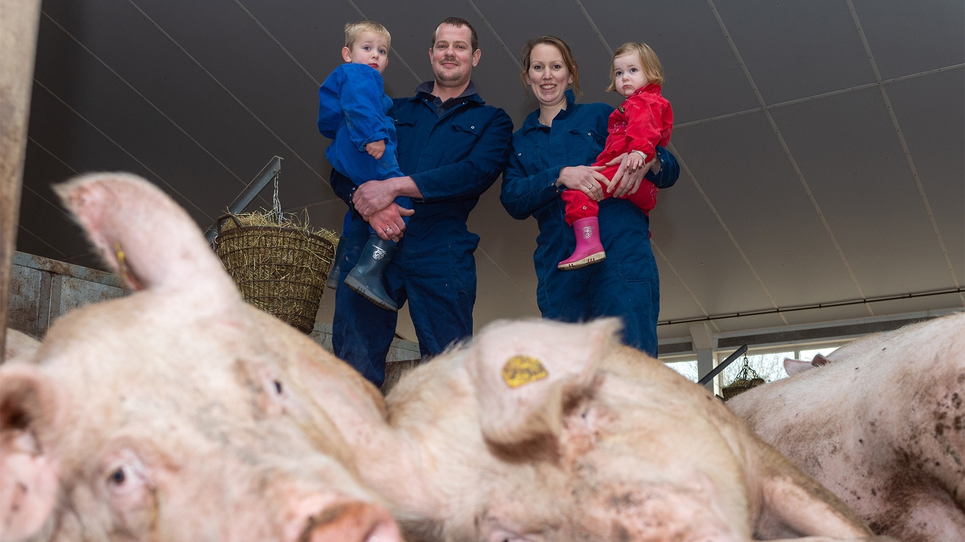 Varkensboer Tom Hopman met zijn vrouw Lianne en kinderen Gijs en Anna in de varkensstal. Foto: Hans van de Vlekkert