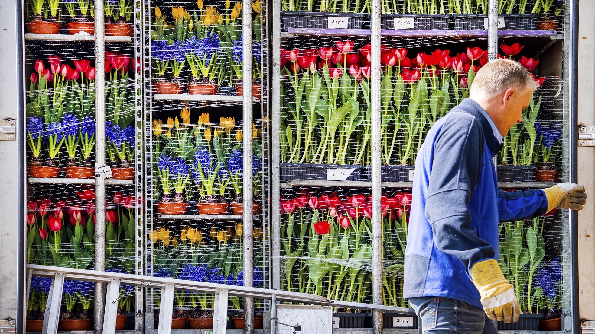 Brexit hoeft niet alleen nadelig te zijn voor bijvoorbeeld de Nederlandse bloemenexporteurs. (Foto: ANP)