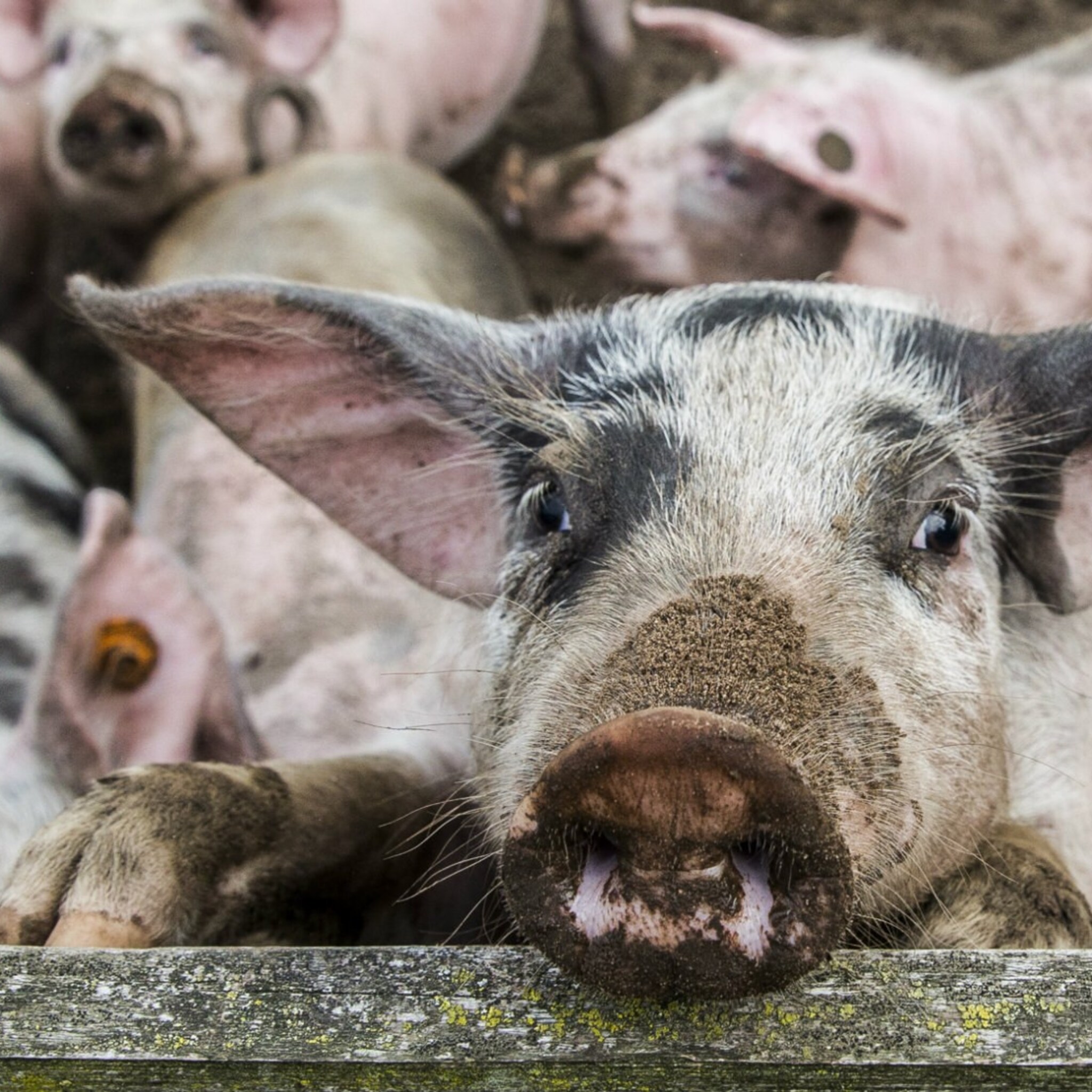 kan nederland op een na grootste landbouwexporteur blijven