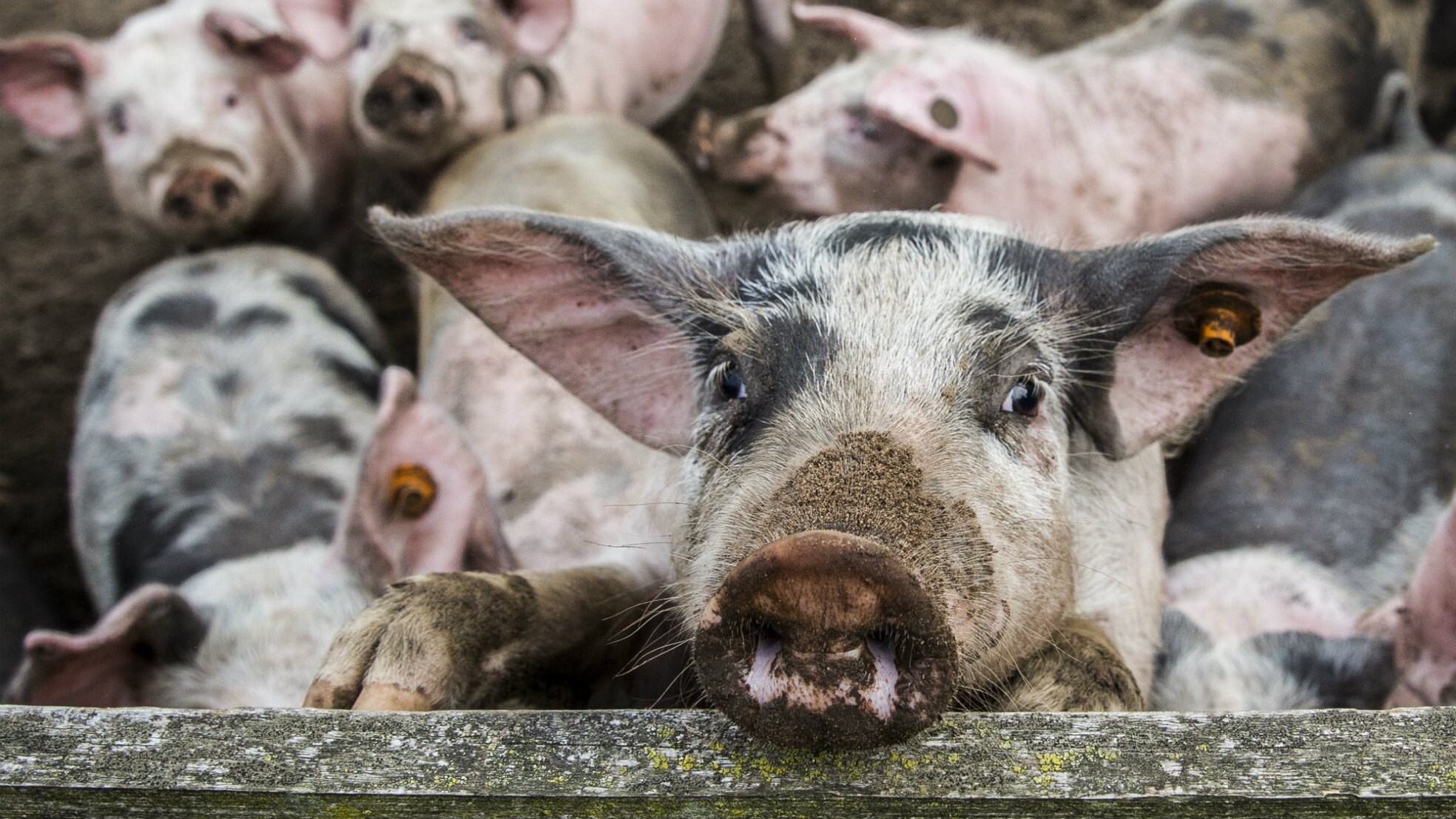 Varkens lopen buiten bij een varkenshouderij in Bathmen (foto ANP / Vincent Jannink