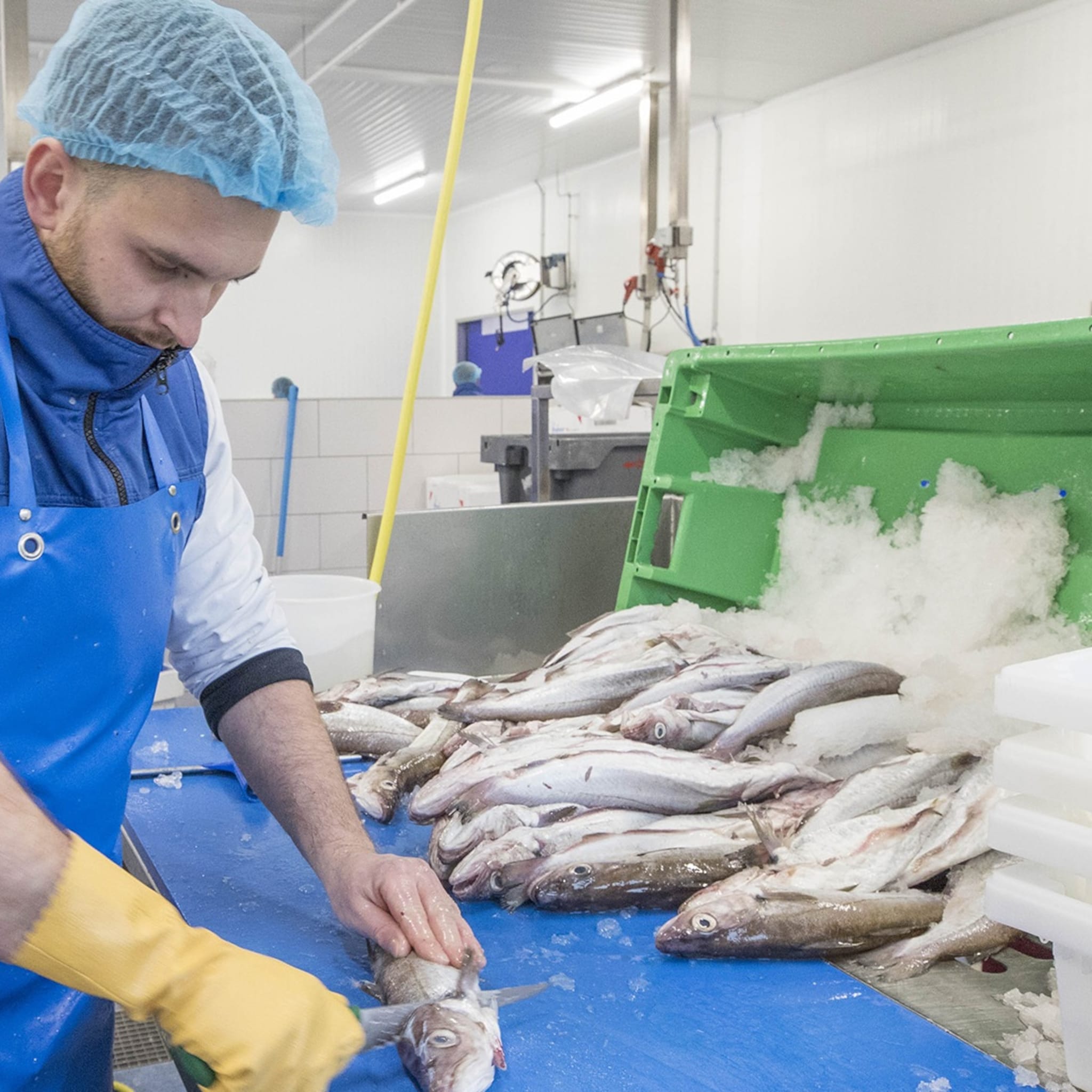 bedrijvig zeeland hoe yerseke het kloppend hart van de visindustrie werd