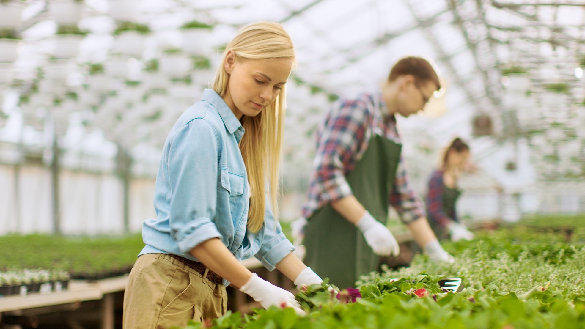 Mensenhanden worden steeds zeldzamer in de glastuinbouw. (Beeld: Shutterstock)