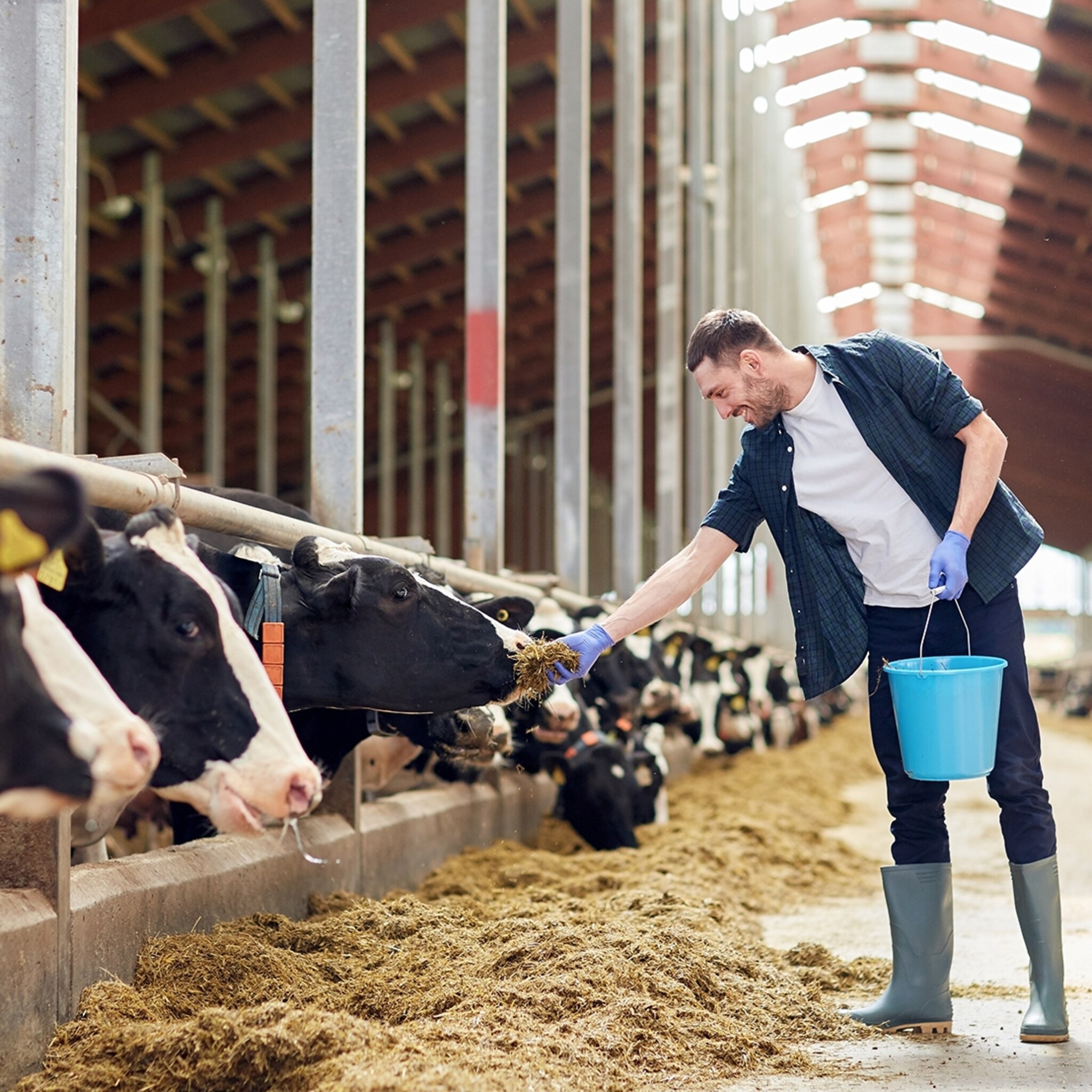 opvallend boerenpartij cda wil dat boeren minder exporteren