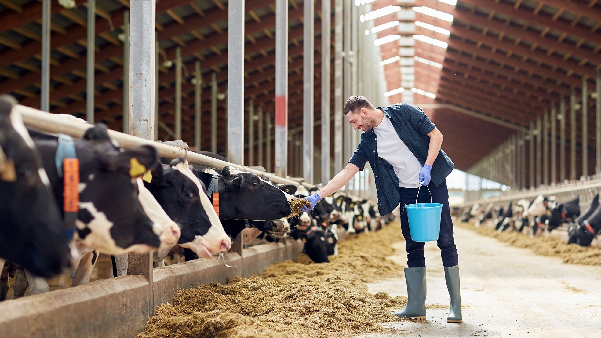 Boeren moeten kwaliteitsproducten voor de wereldmarkt en de regio gaan leveren, vindt de CDA-commissie. (Beeld: Shutterstock)