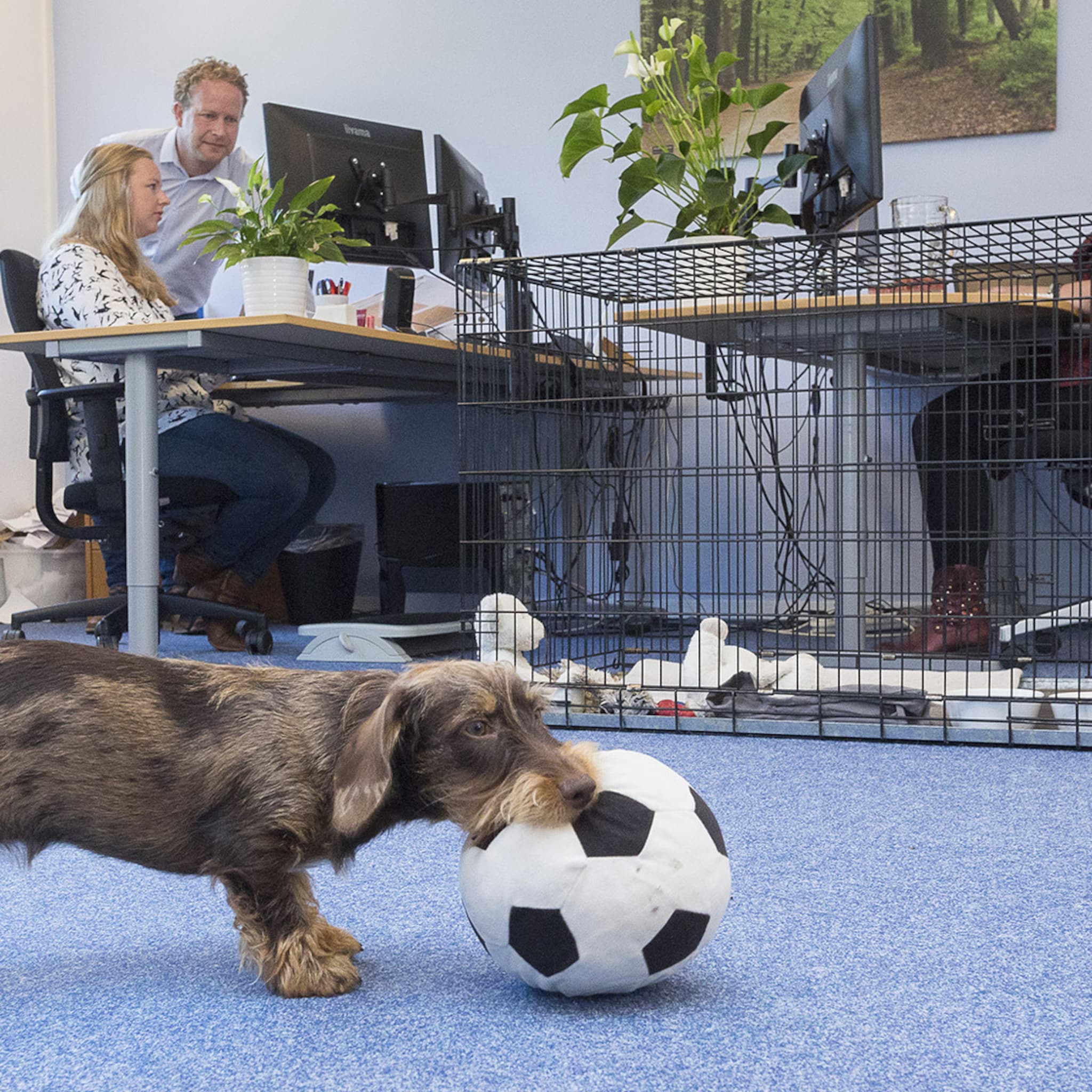 waarom een hond op kantoor zo goed is voor de juiste sfeer op de werkvloer
