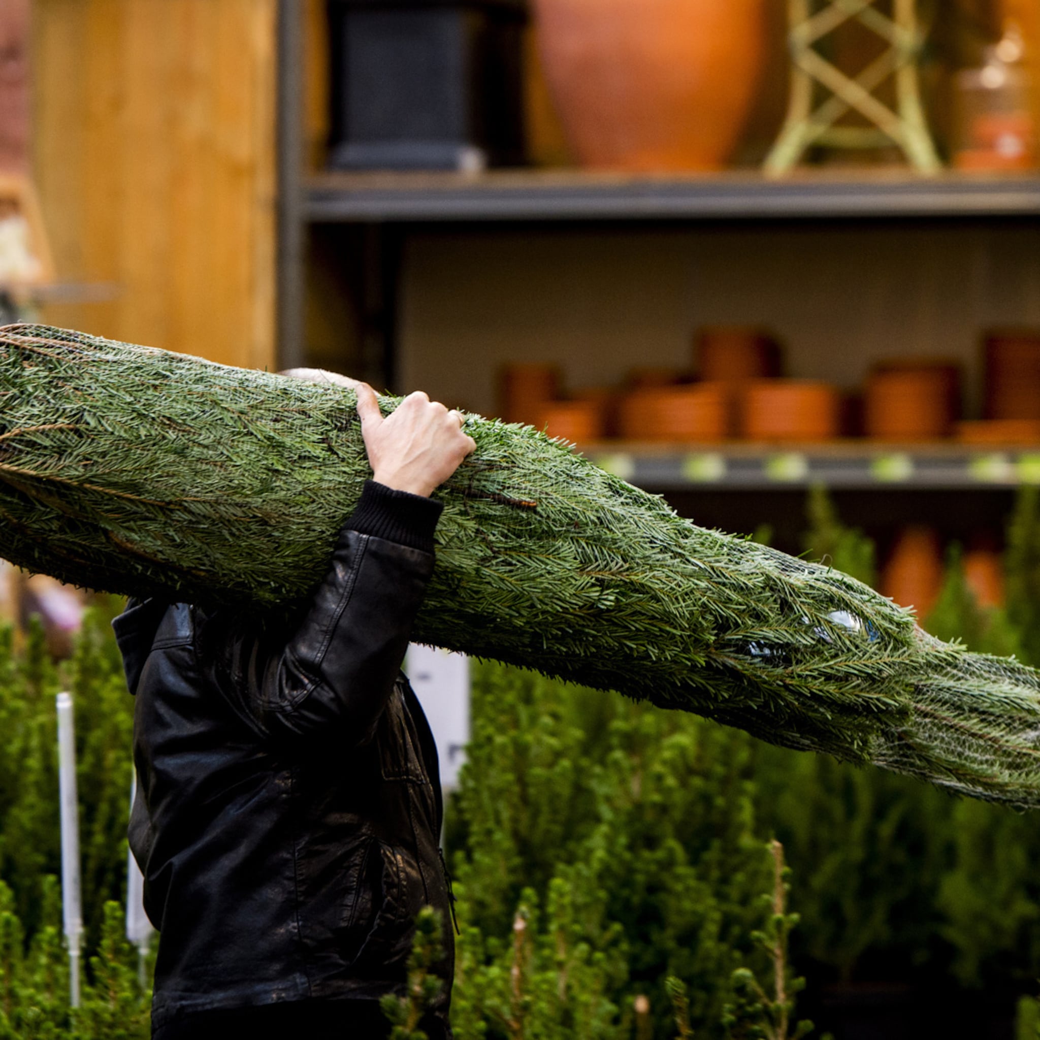 bijzonder businessmodel zo werkt een van de grootste kerstbomenhandelaren van nederland