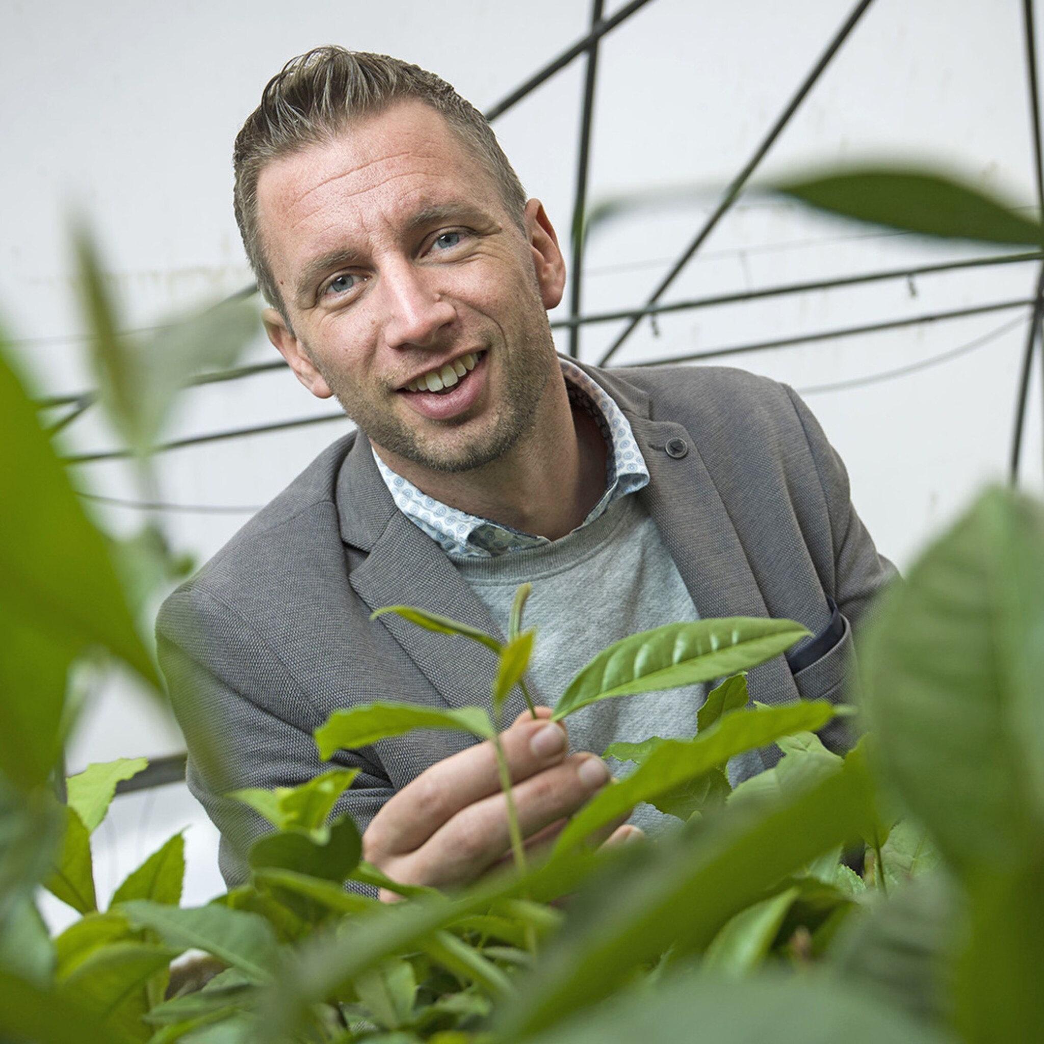 deze plantenkweker haalt theevelden naar nederland