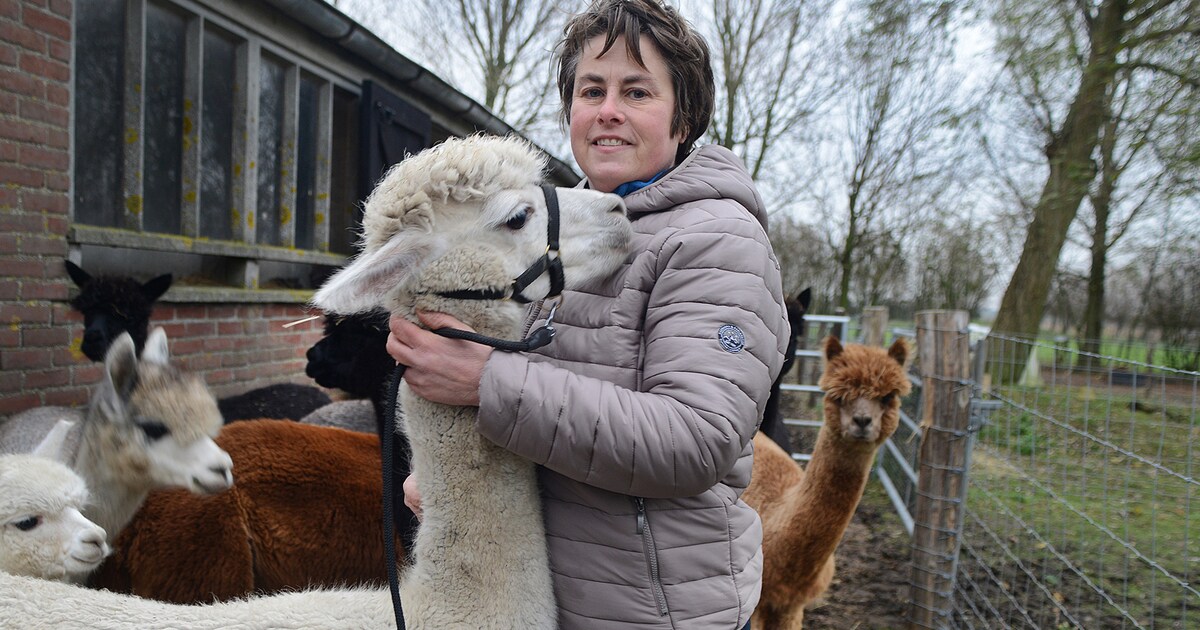 In maart opent alpacafarm in Kerkwerve