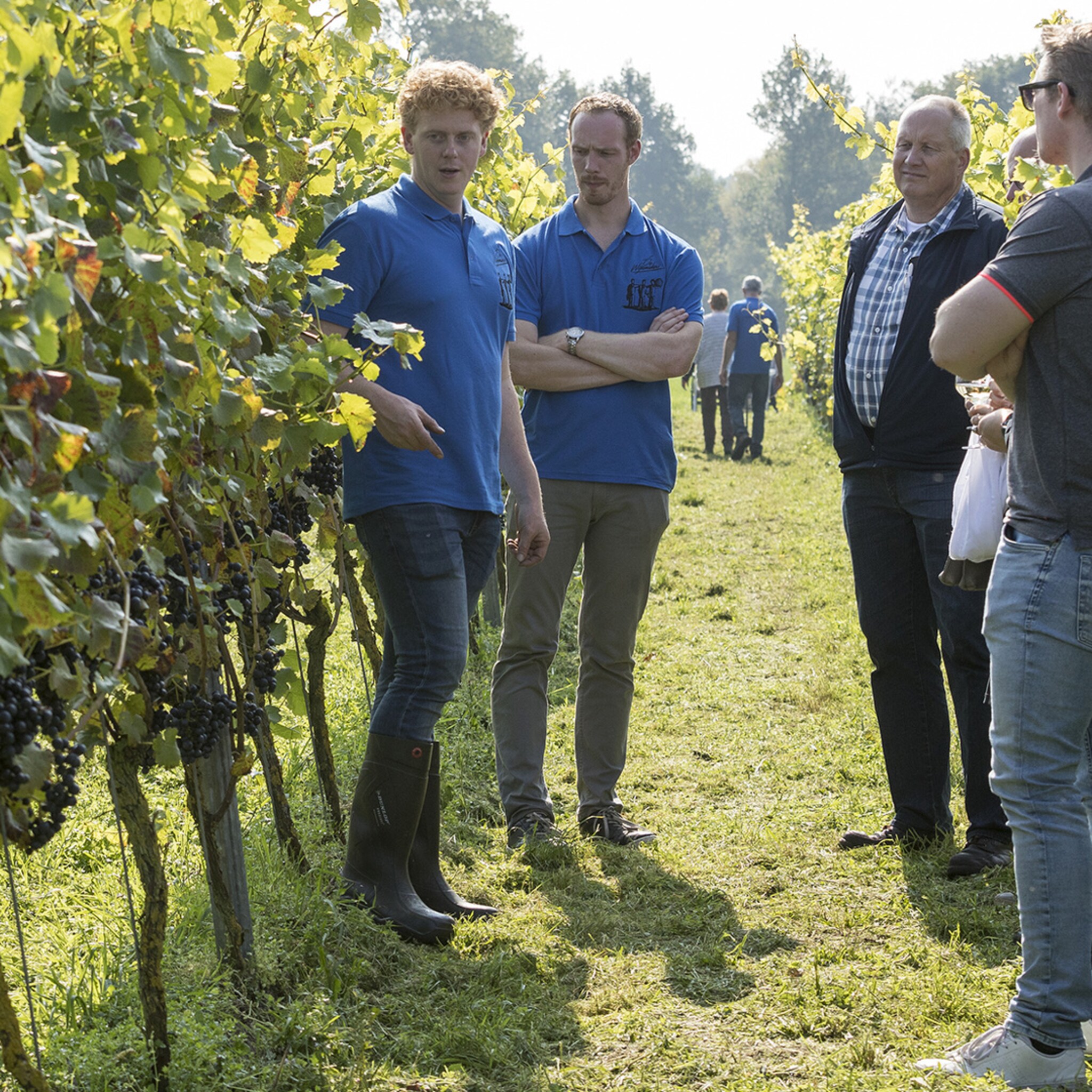 wijn uit het oosten bi j de regge wil meer wijngaarden