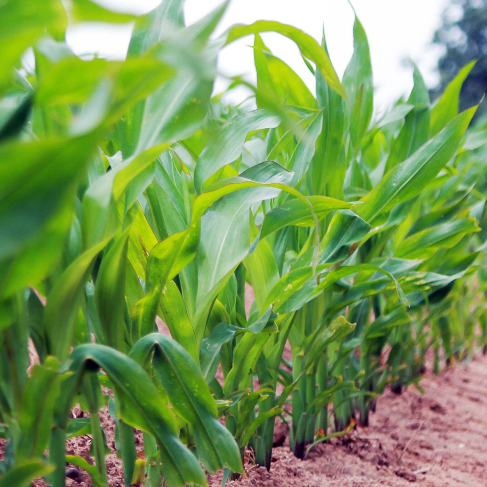 andere manier van ondernemen in landbouw heeft de toekomst