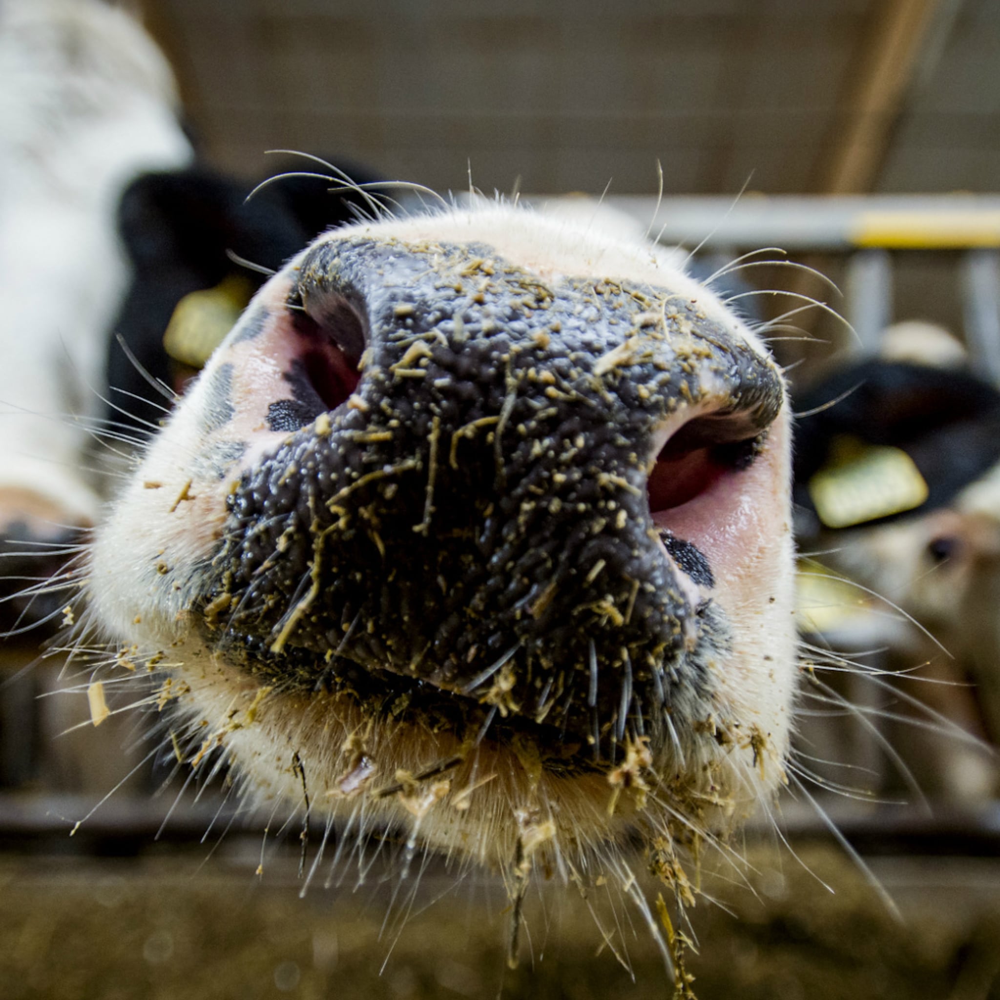boeren zijn niet verplicht om koeien te laten slachten