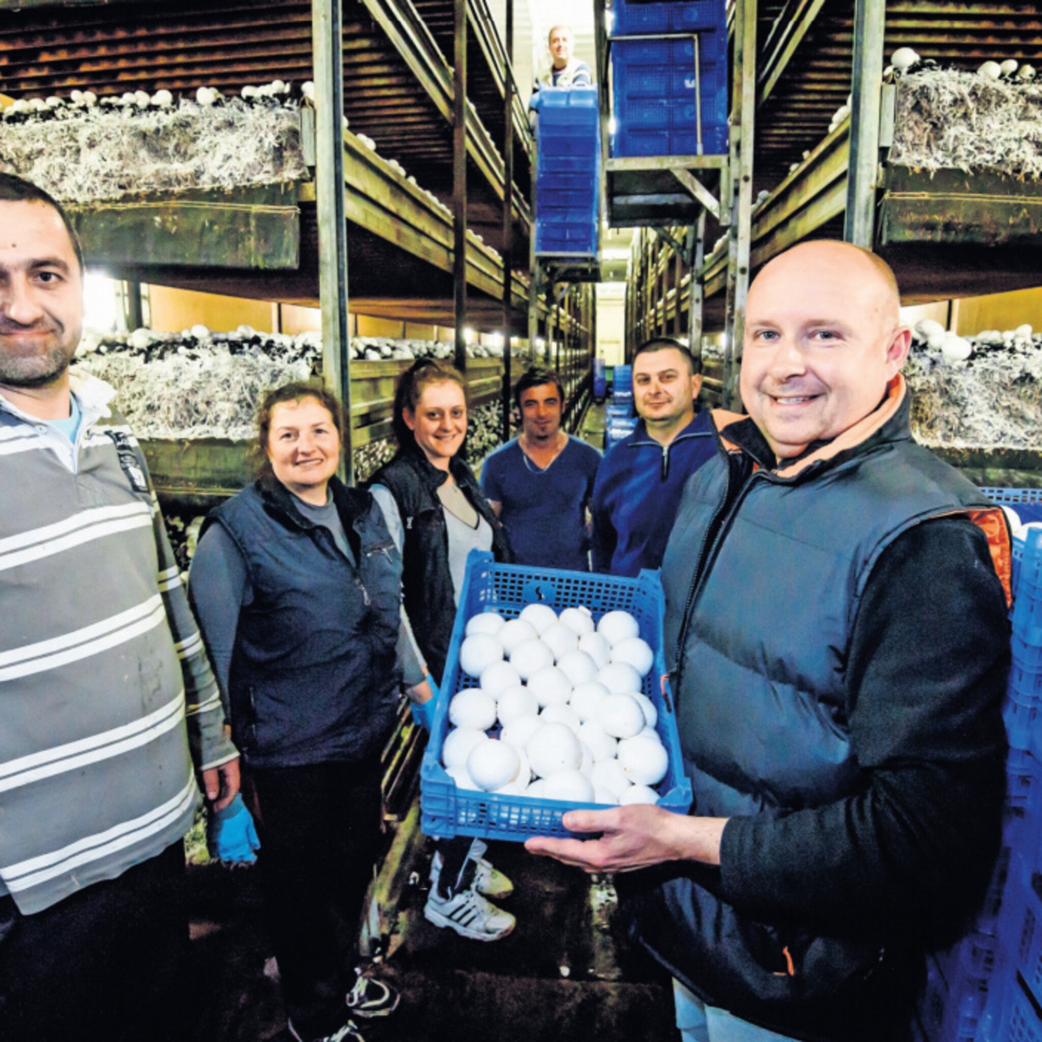 ingetrokken megaboete champignonkweker uit noordhoek grote gevolgen
