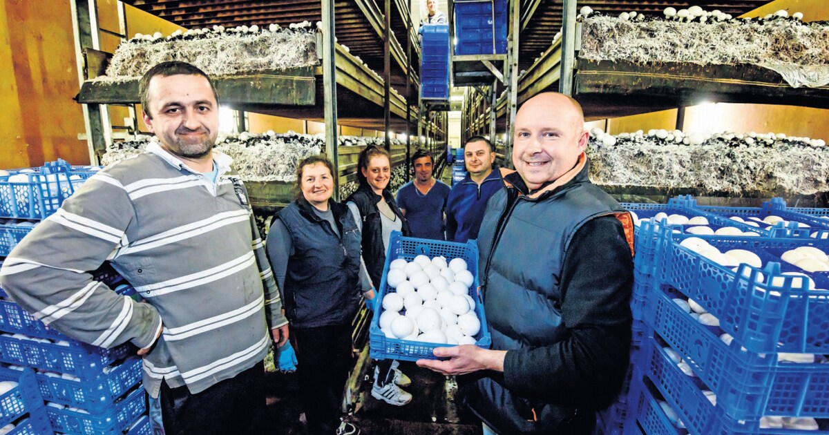 Ingetrokken megaboete champignonkweker uit Noordhoek grote gevolgen