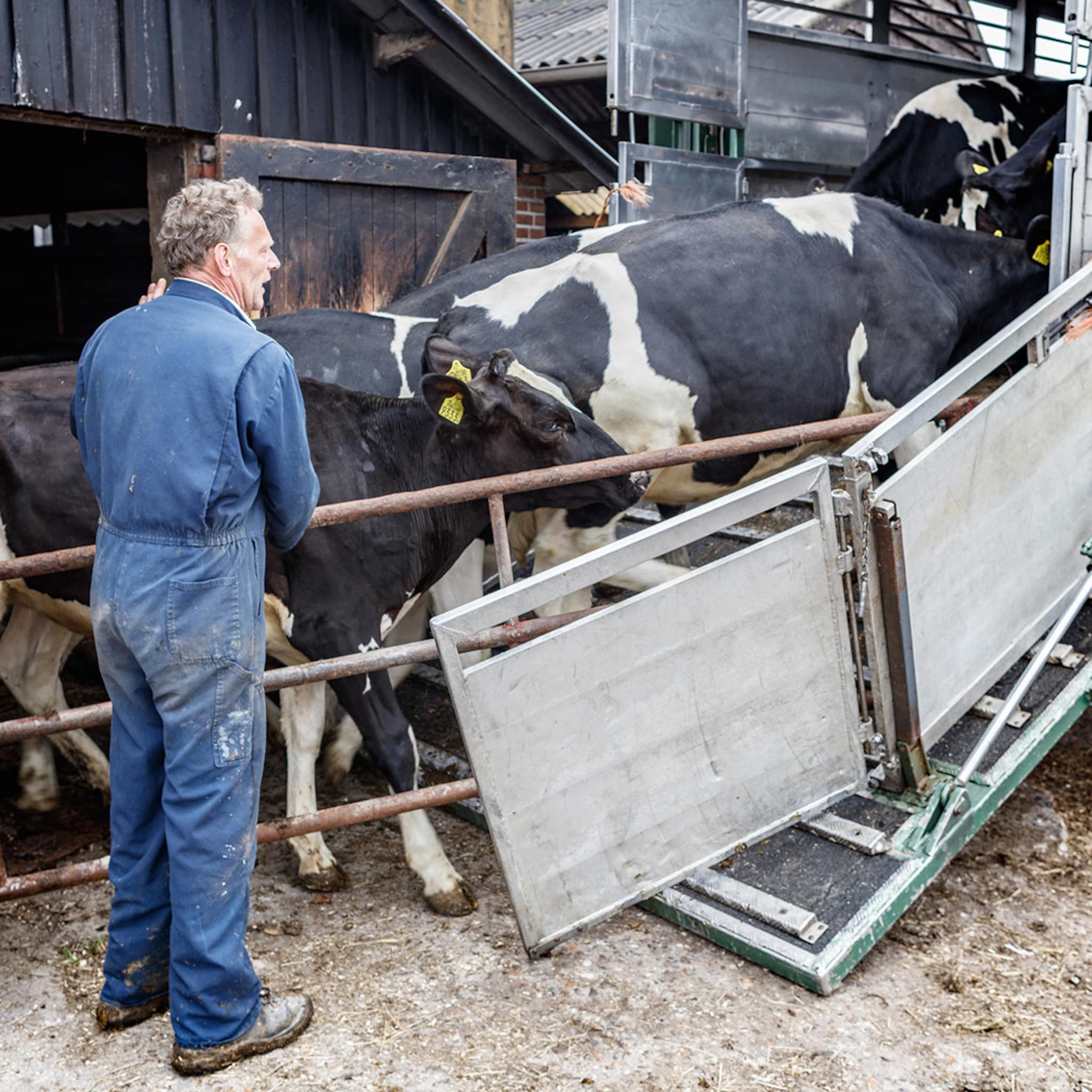 romantiek van het boeren voorbij door fosfaatreductieplan