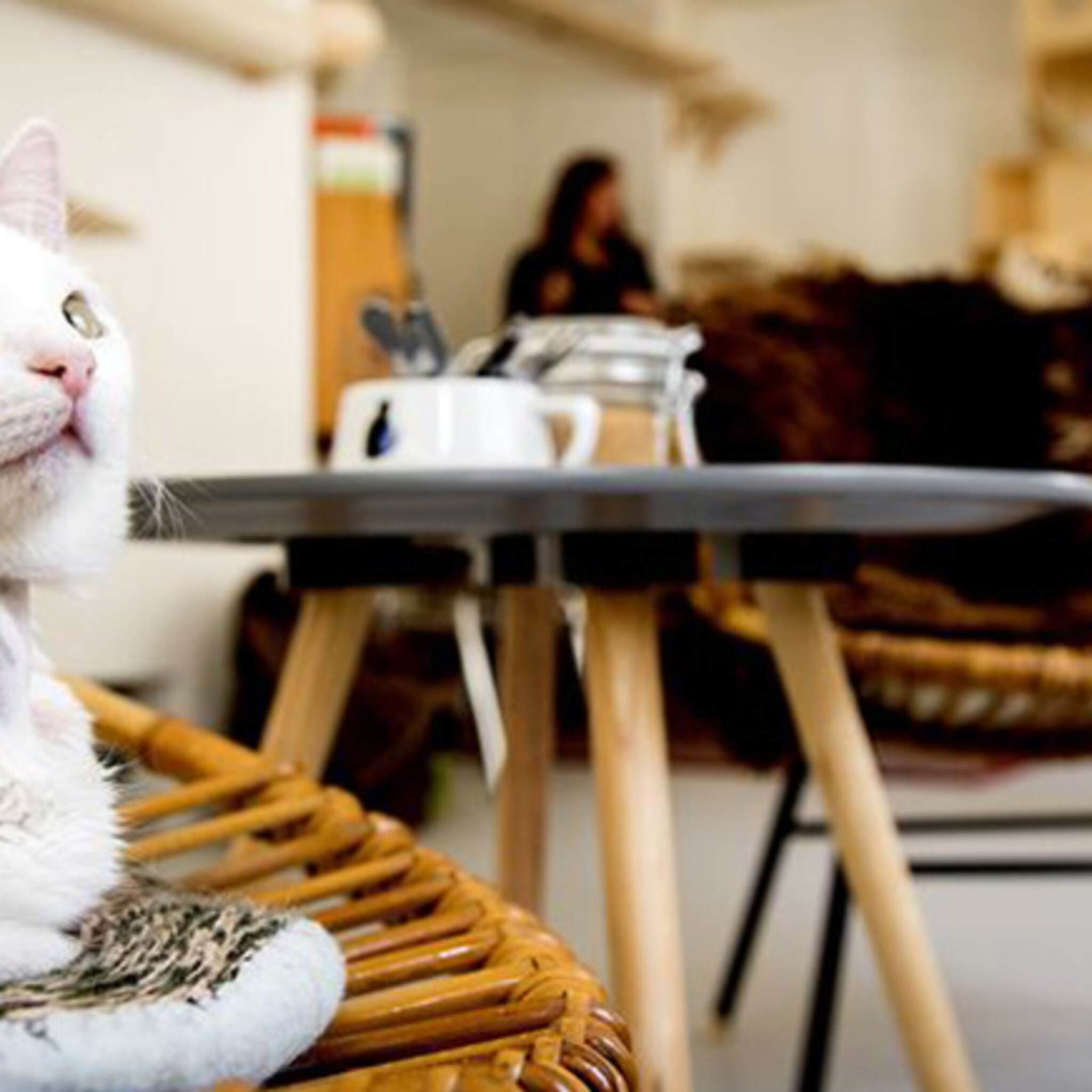 zeeuwse ondernemers openen eerste kattencafe van zeeland