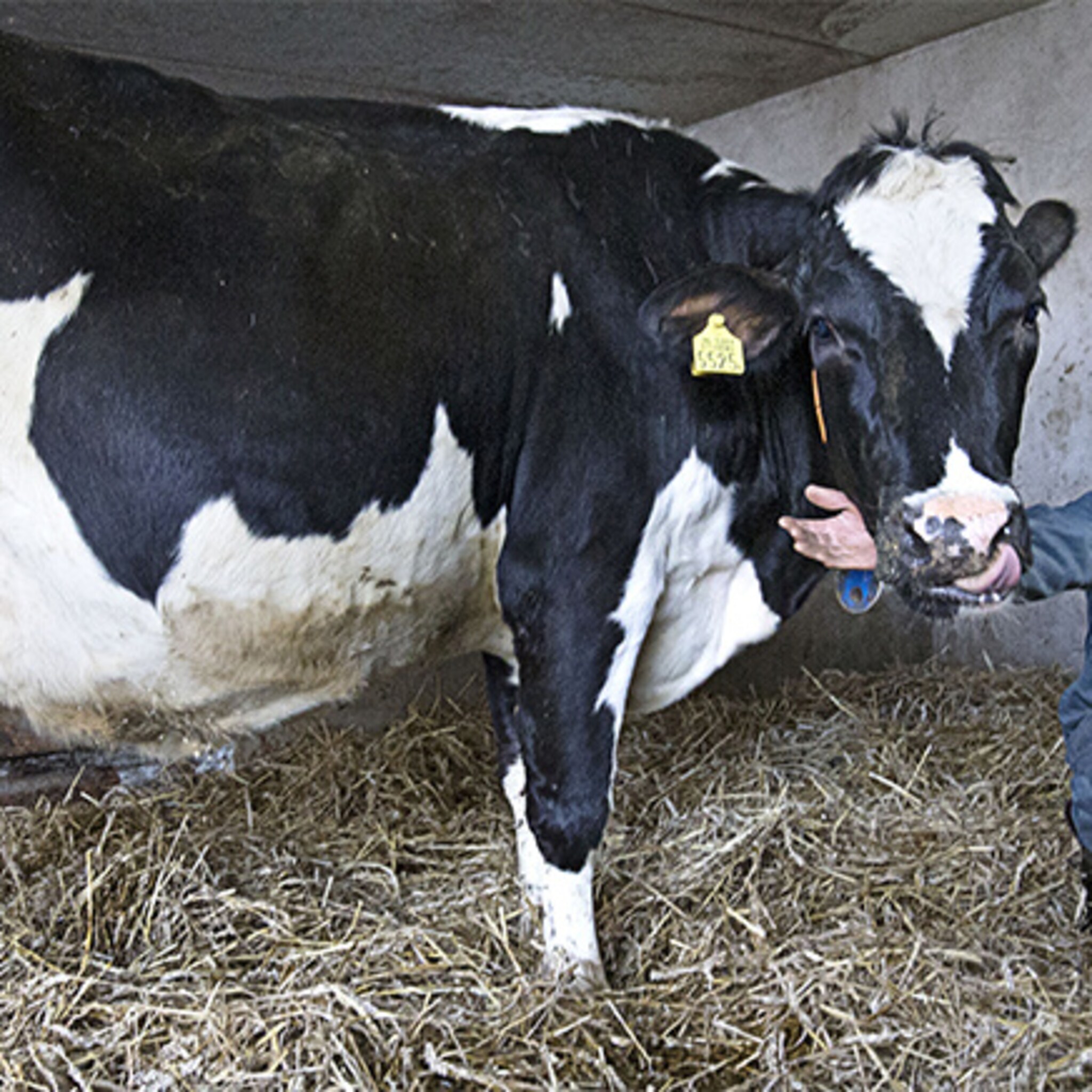 veehouder ziet koeien als werknemers
