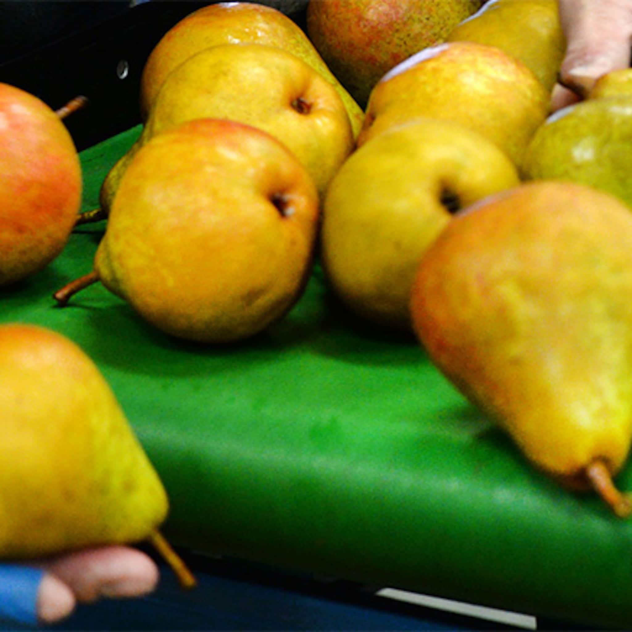 fruittelers voelen agrarisch succes nog niet