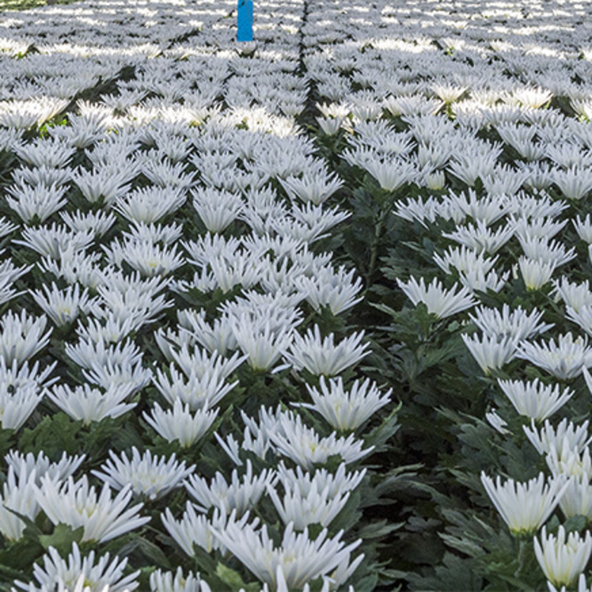 potplantkwekerij sjaloom sluit onverwachts de deuren