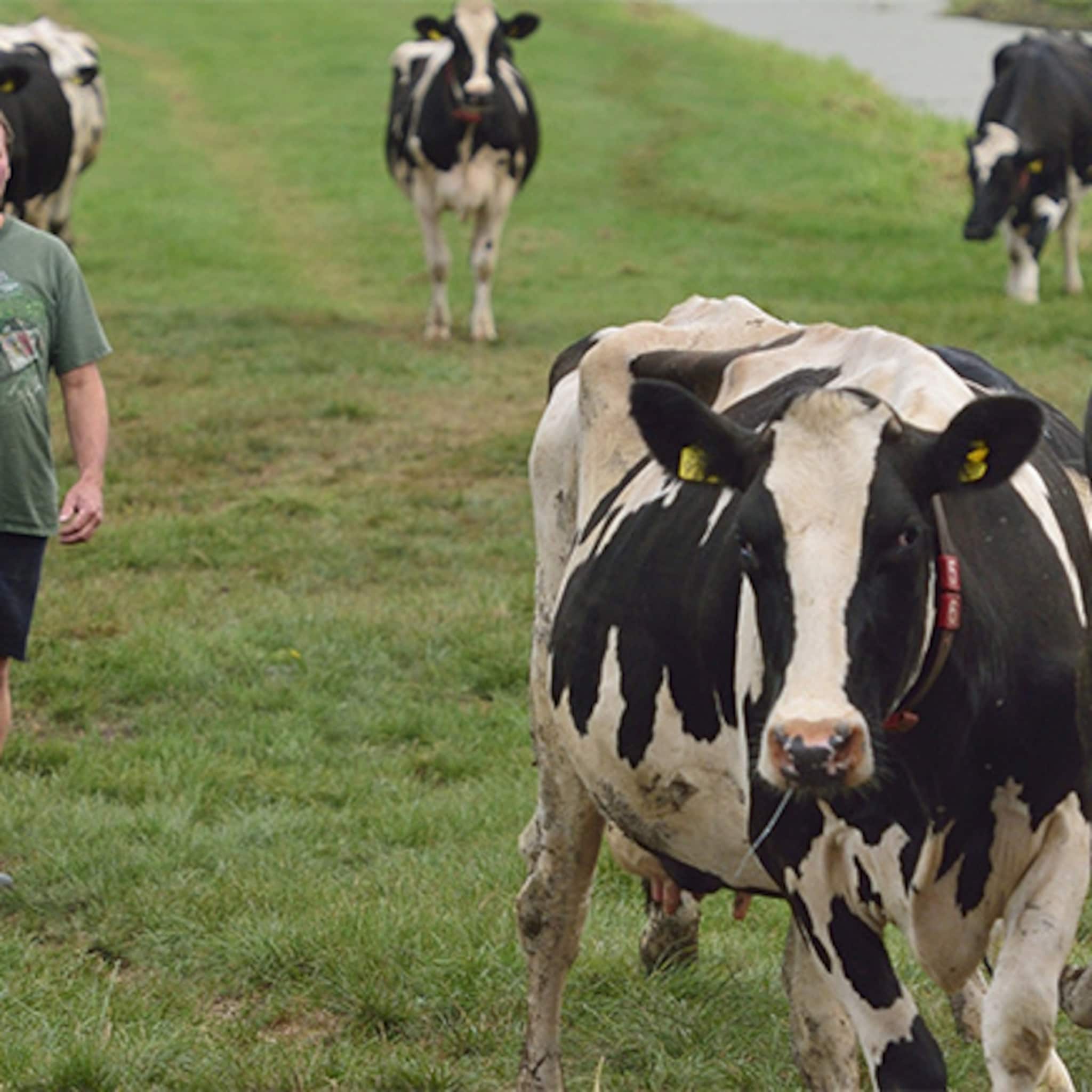 veehouders gebruiken bonus om minder te produceren