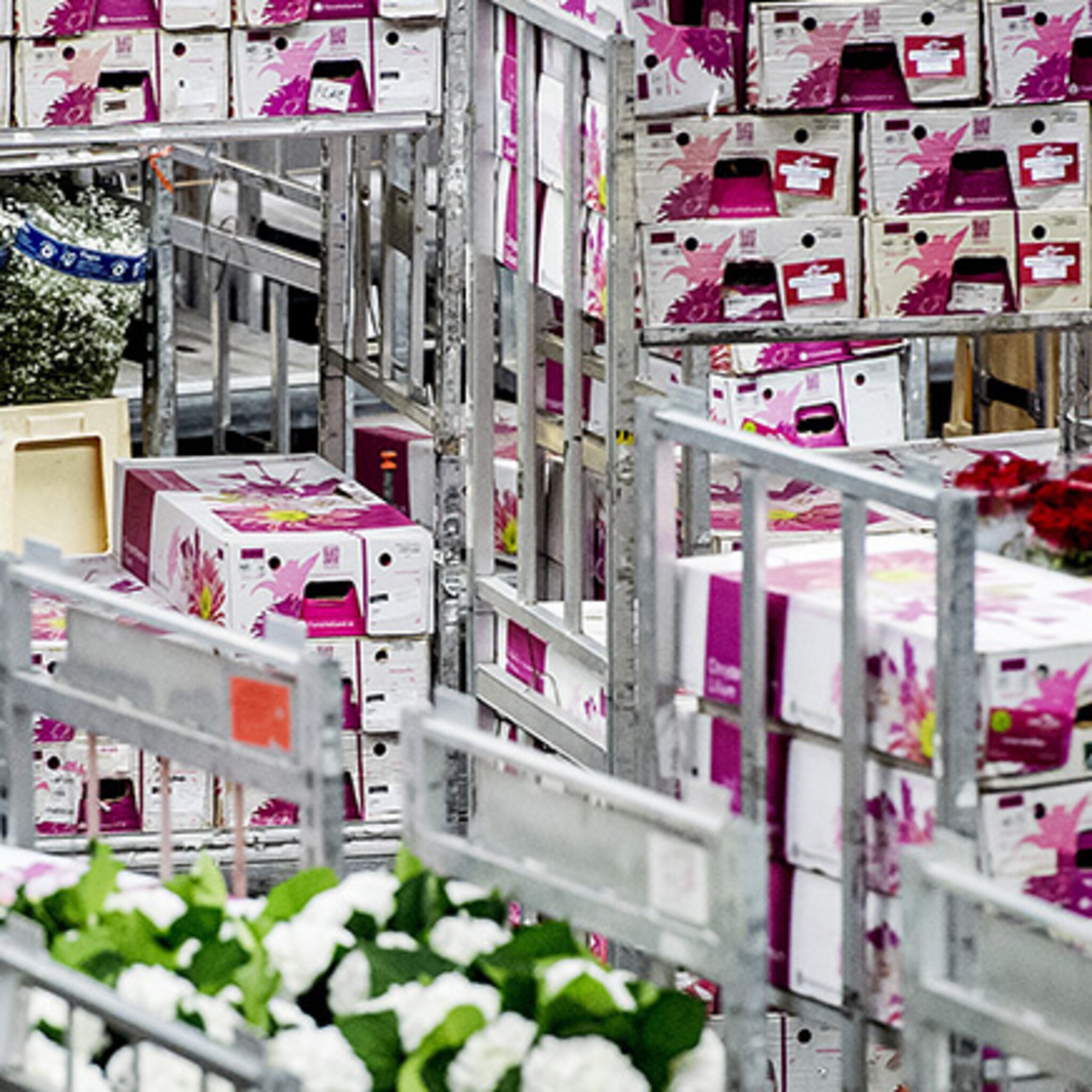 blijft nederland bloemenland nummer 1