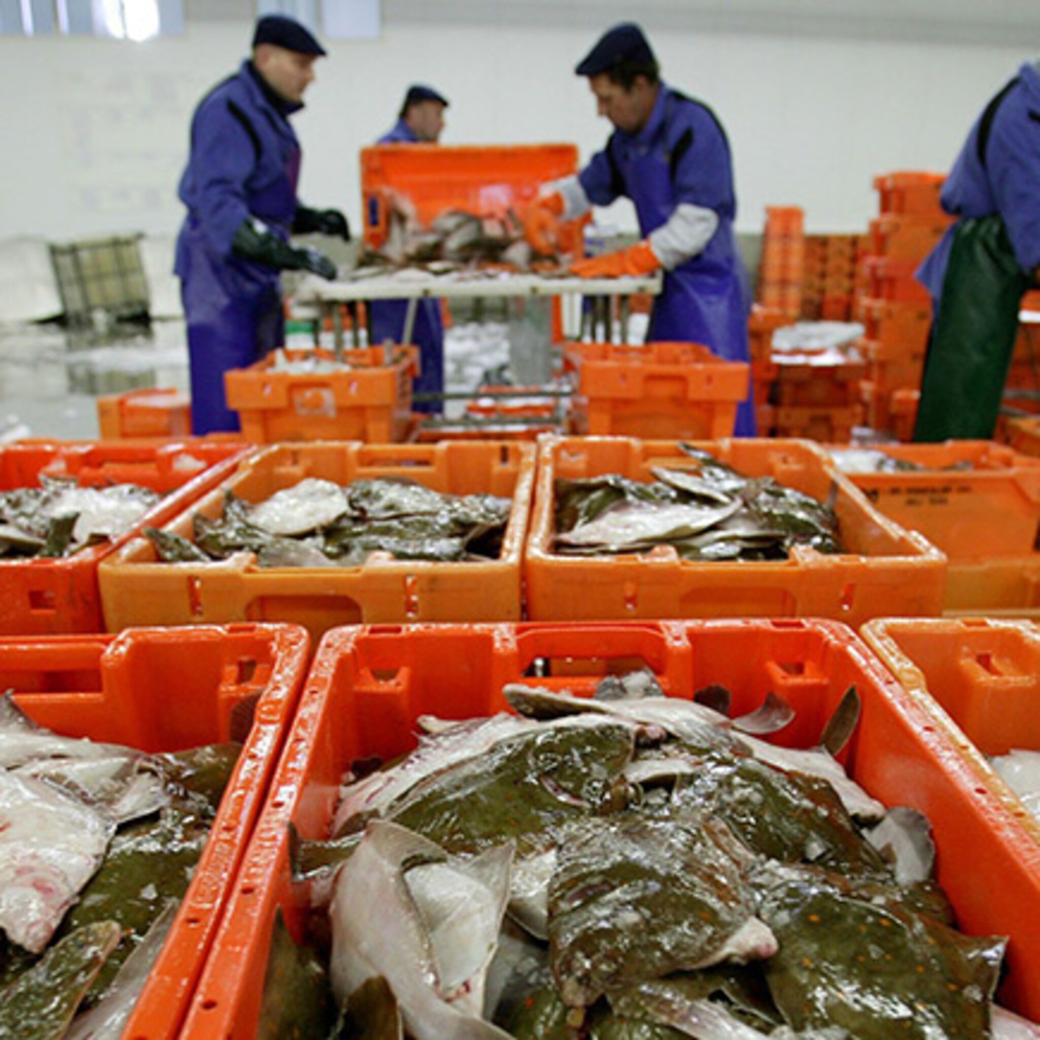 visveiling en sorteerders urk in de clinch