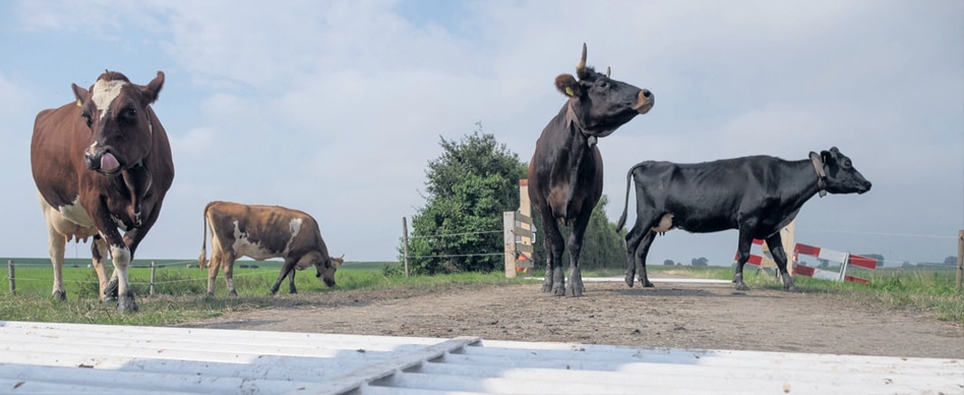 beeld deondernemer
