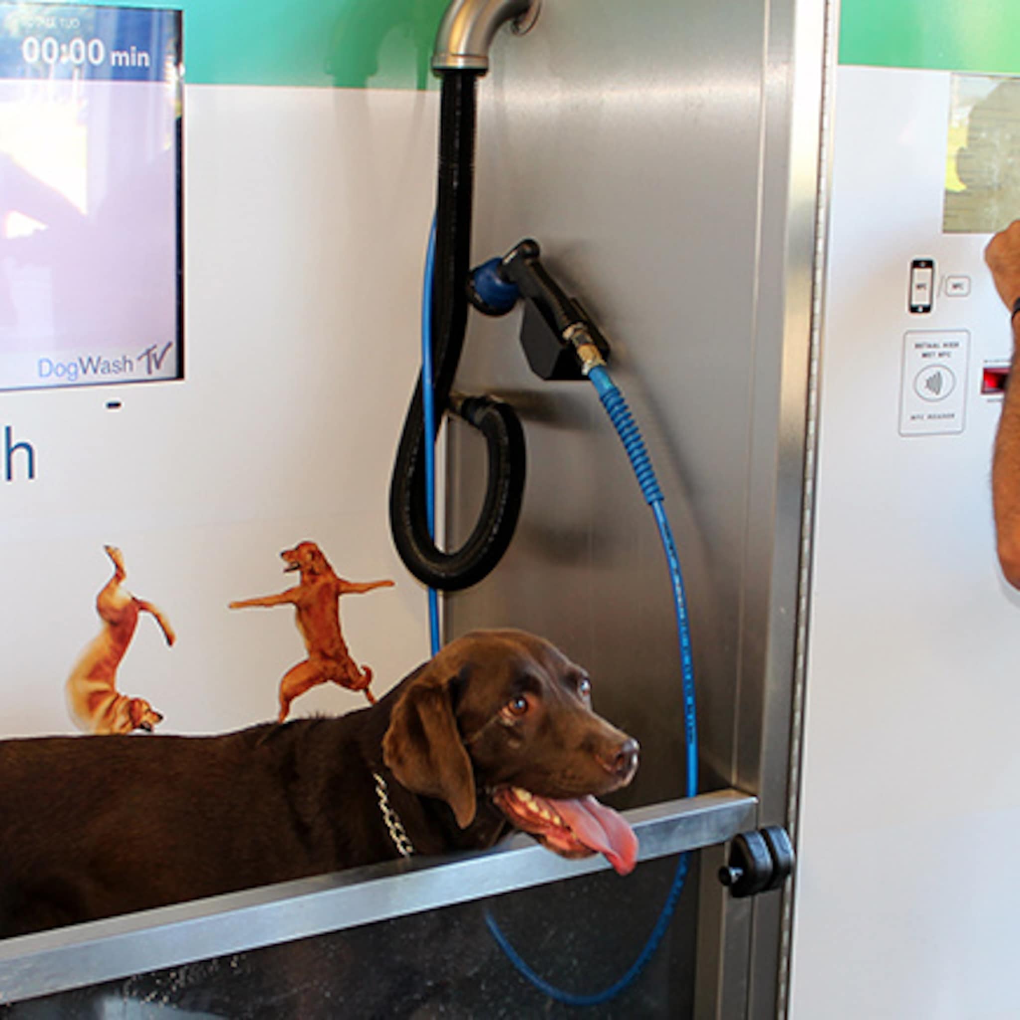 met je hond door de wasstraat