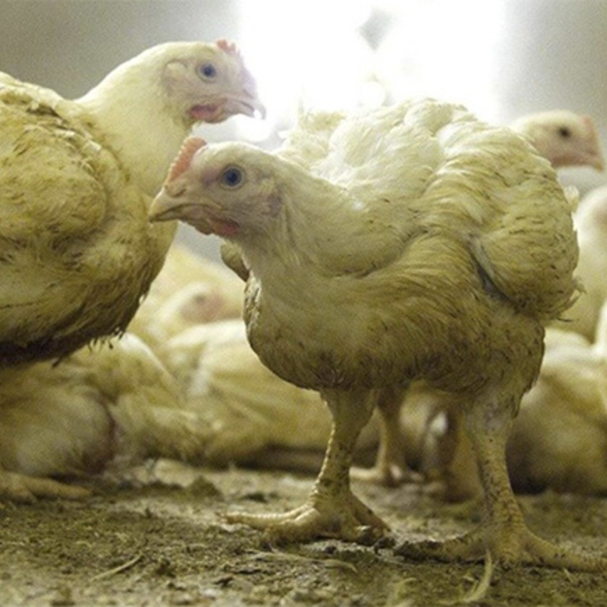 wakker dier in hoger beroep tegen gigastal grubbenvorst