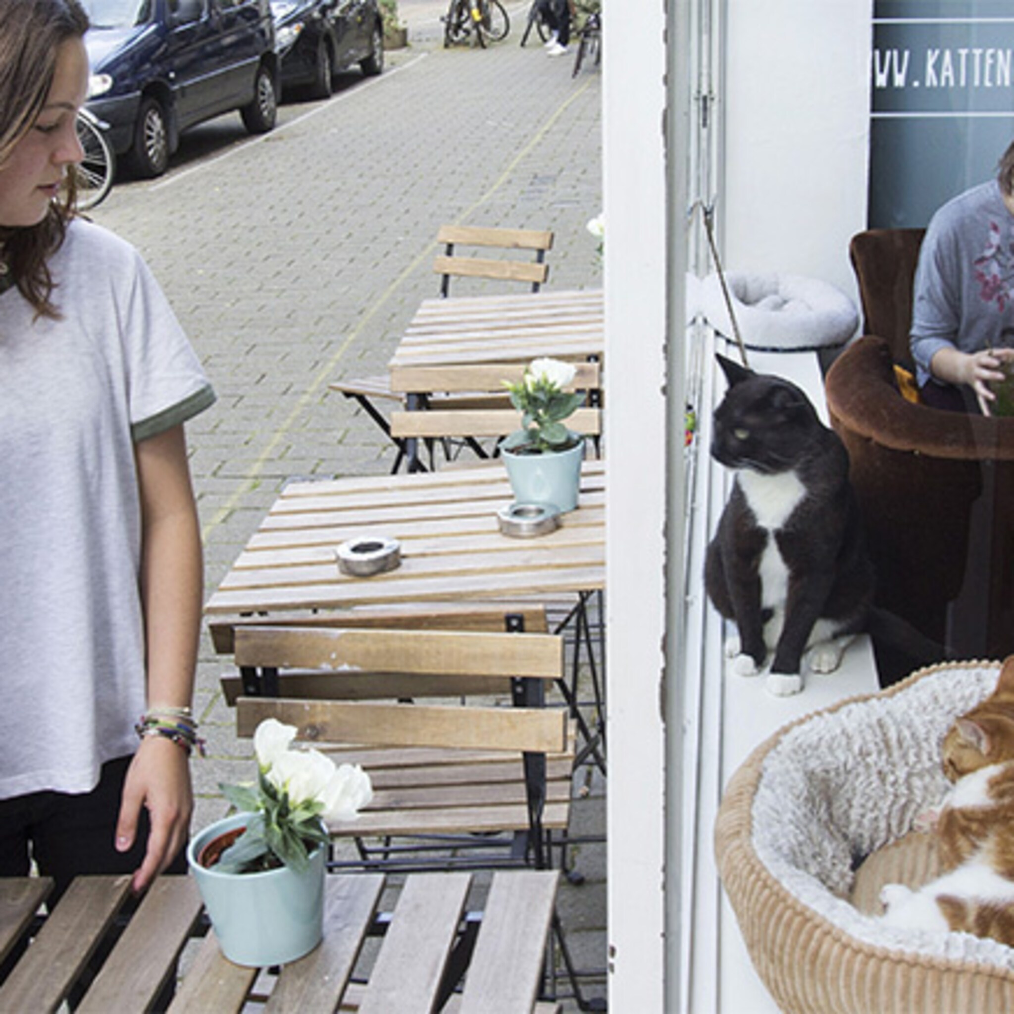 kattencafe opent deuren in den haag