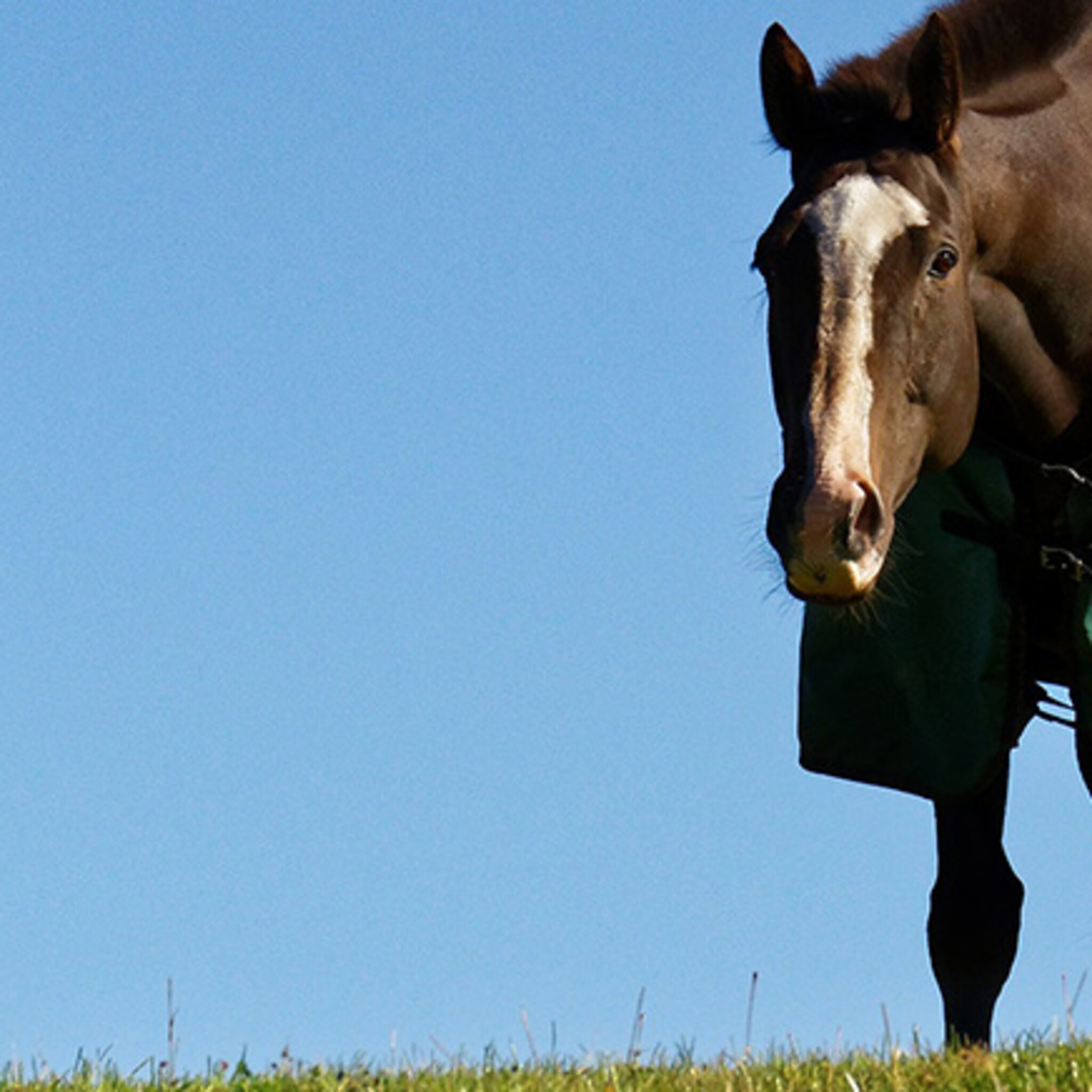 paardendeken als nieuw na wasbeurt