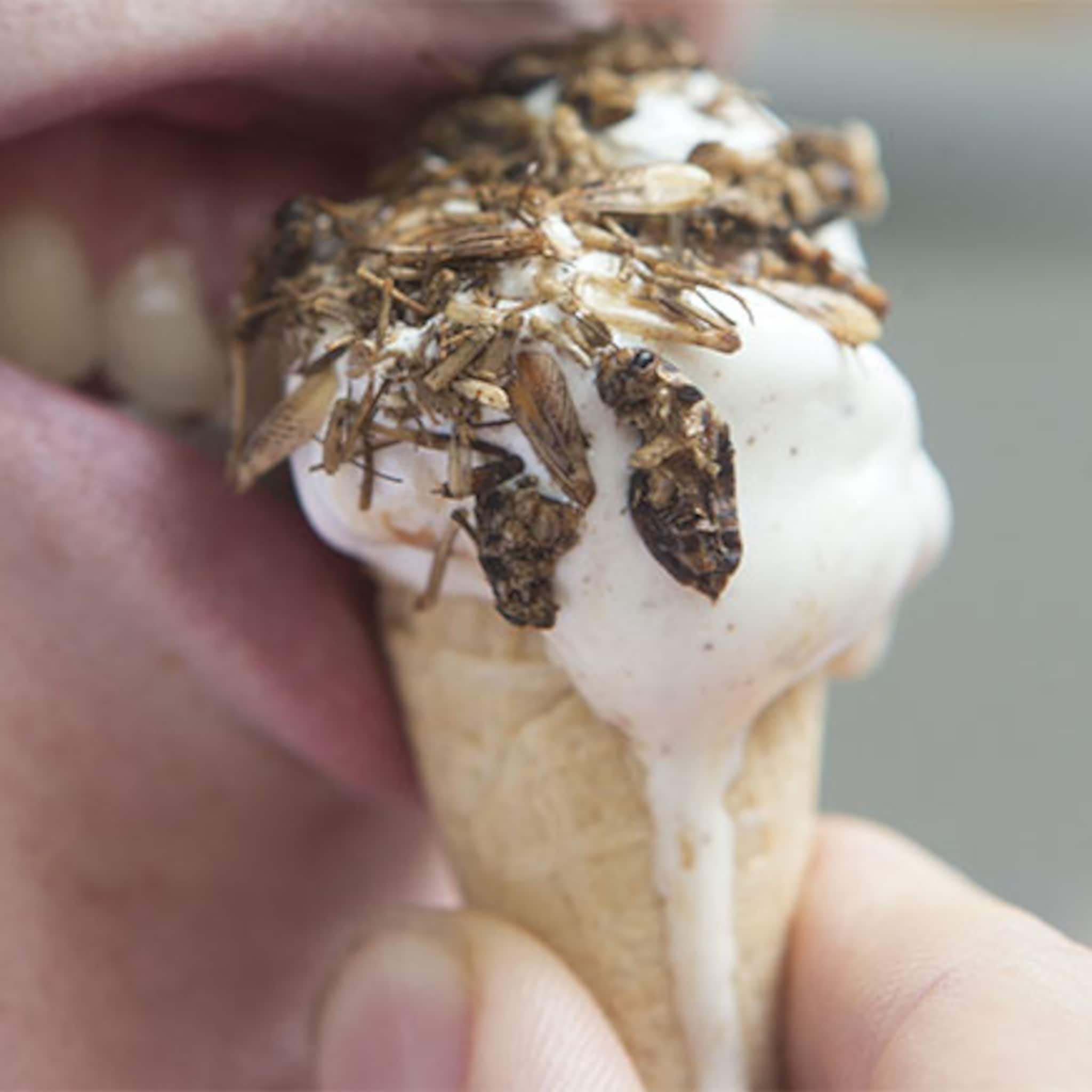 over 20 jaar heel gewoon een ijsje met insectendip