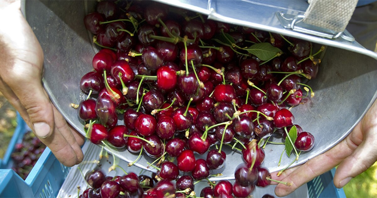 Nog even kersenkoorts langs de weg