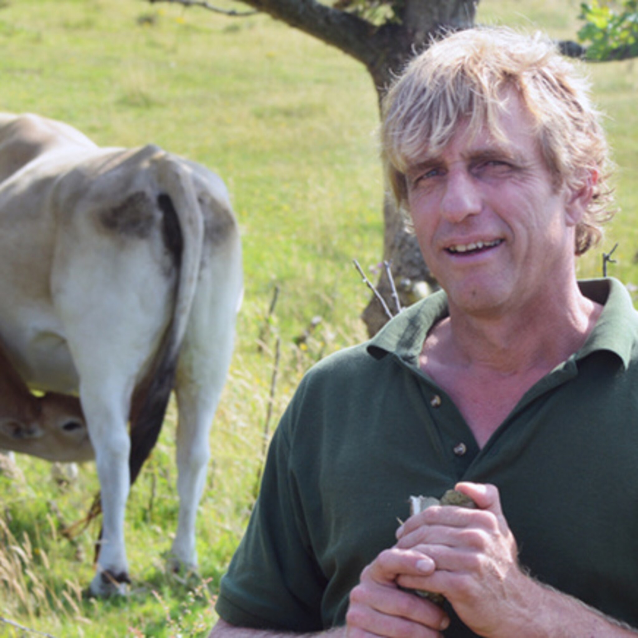 zeeuwse duinboeren brengen de maraichine koe terug