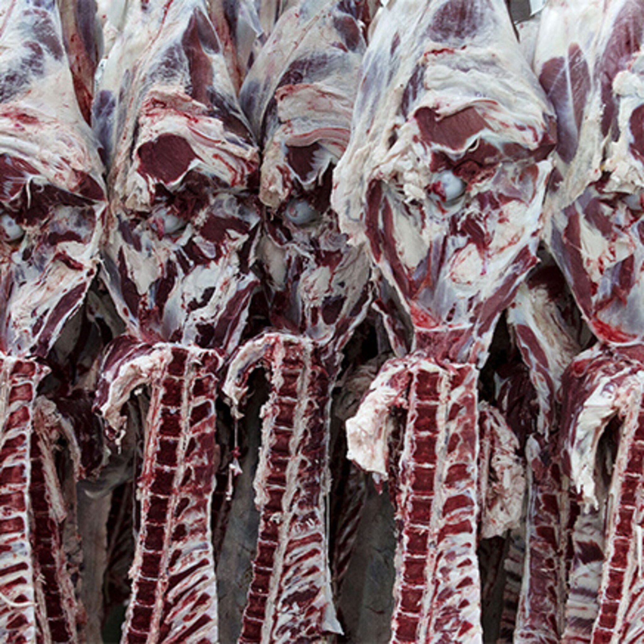 de nieuwe slachterij van vion komt in leeuwarden