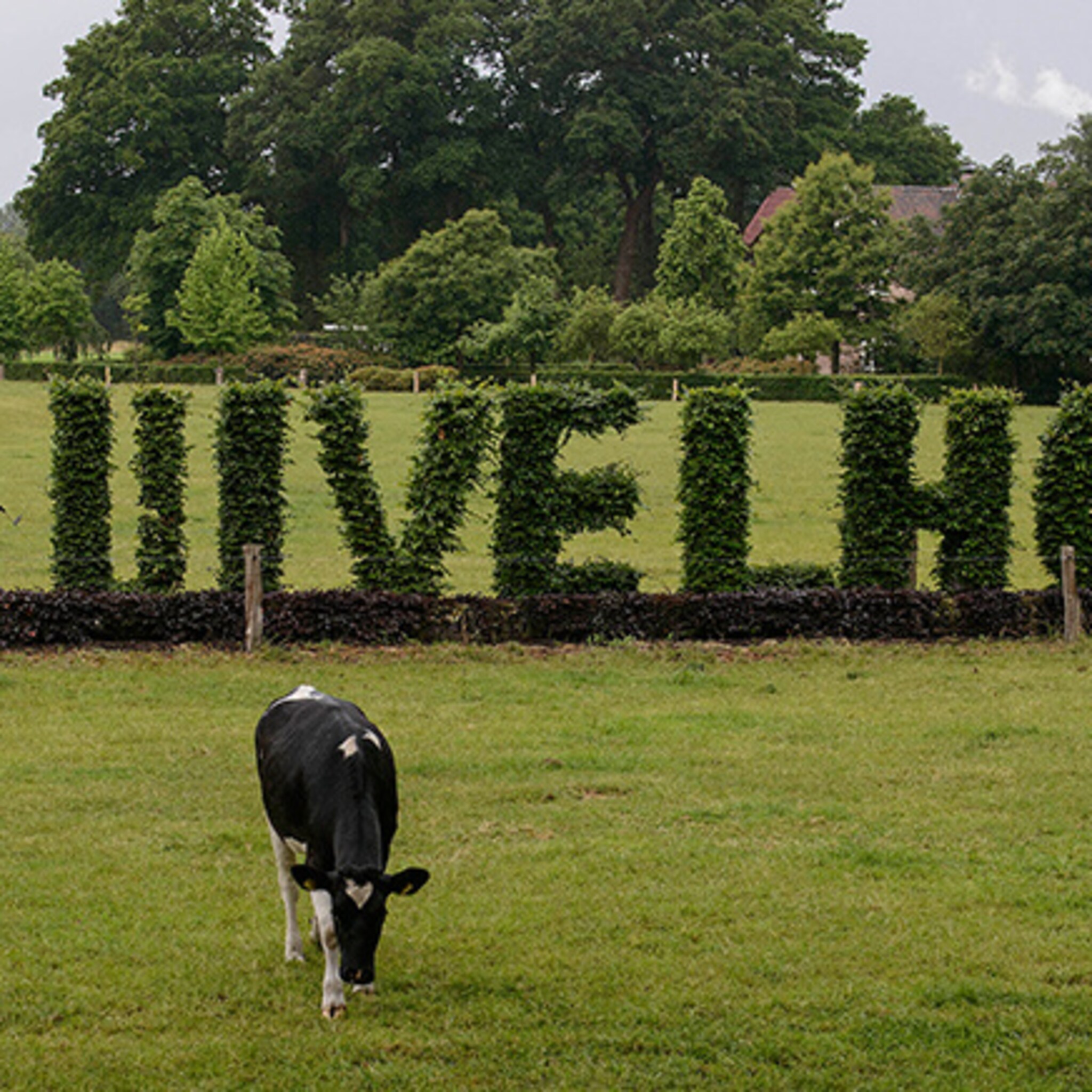zuivelhoeve in twekkelo investeert 20 miljoen