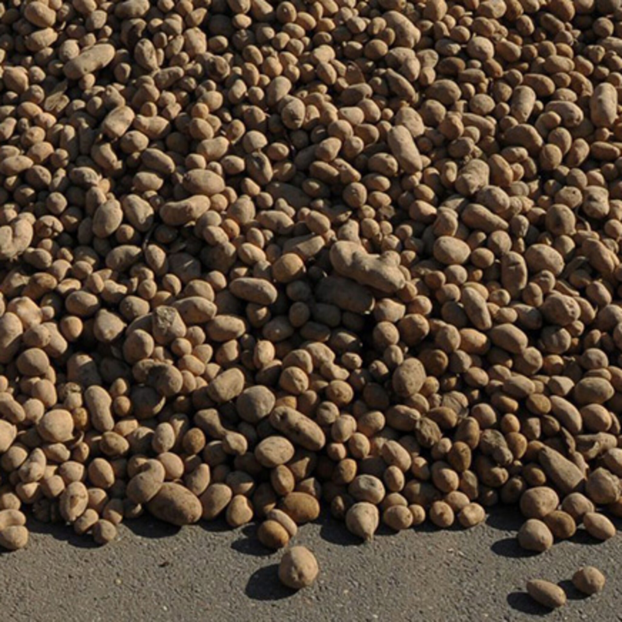 potato company in emmeloord groeit