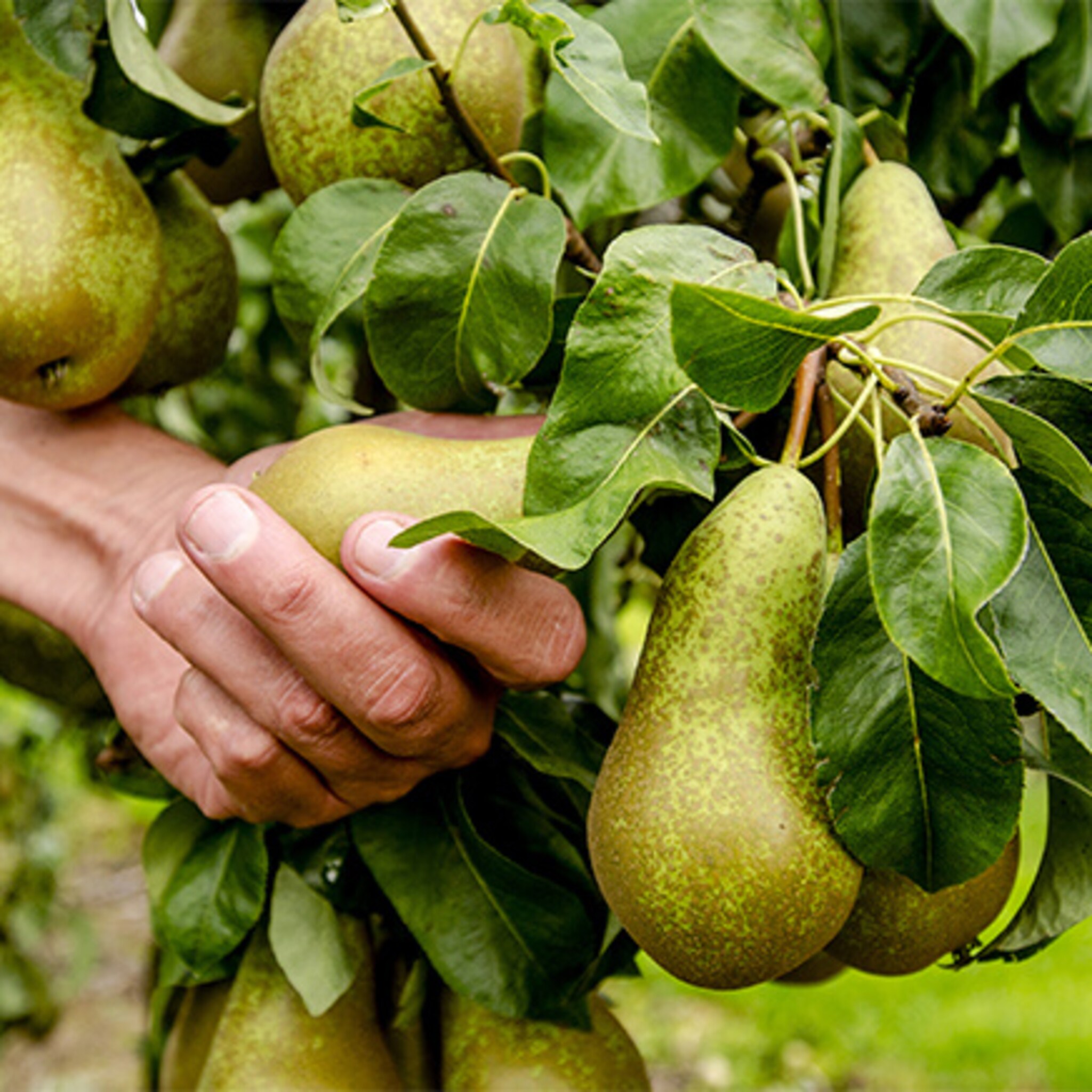 fruitteelt moet kapstok worden voor rivierengebied