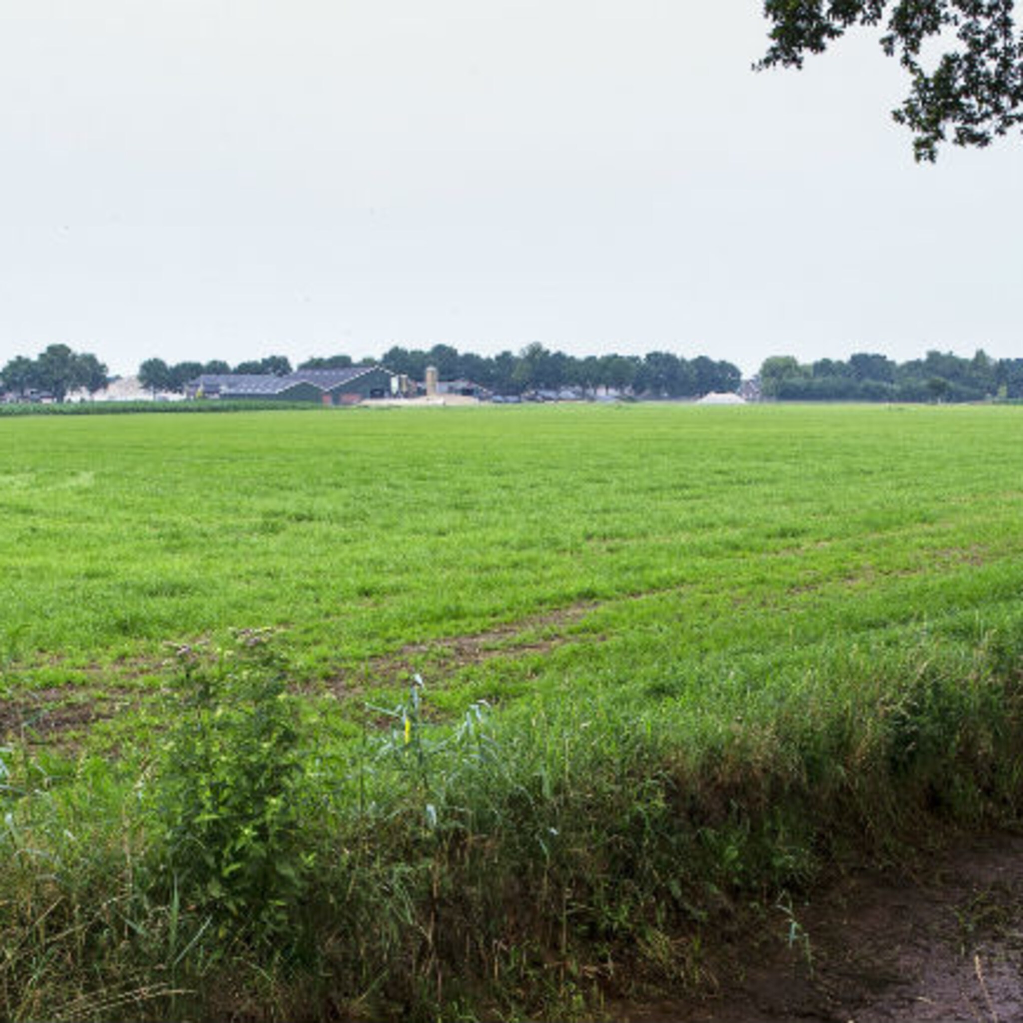 subsidie voor jonge boeren in friesland