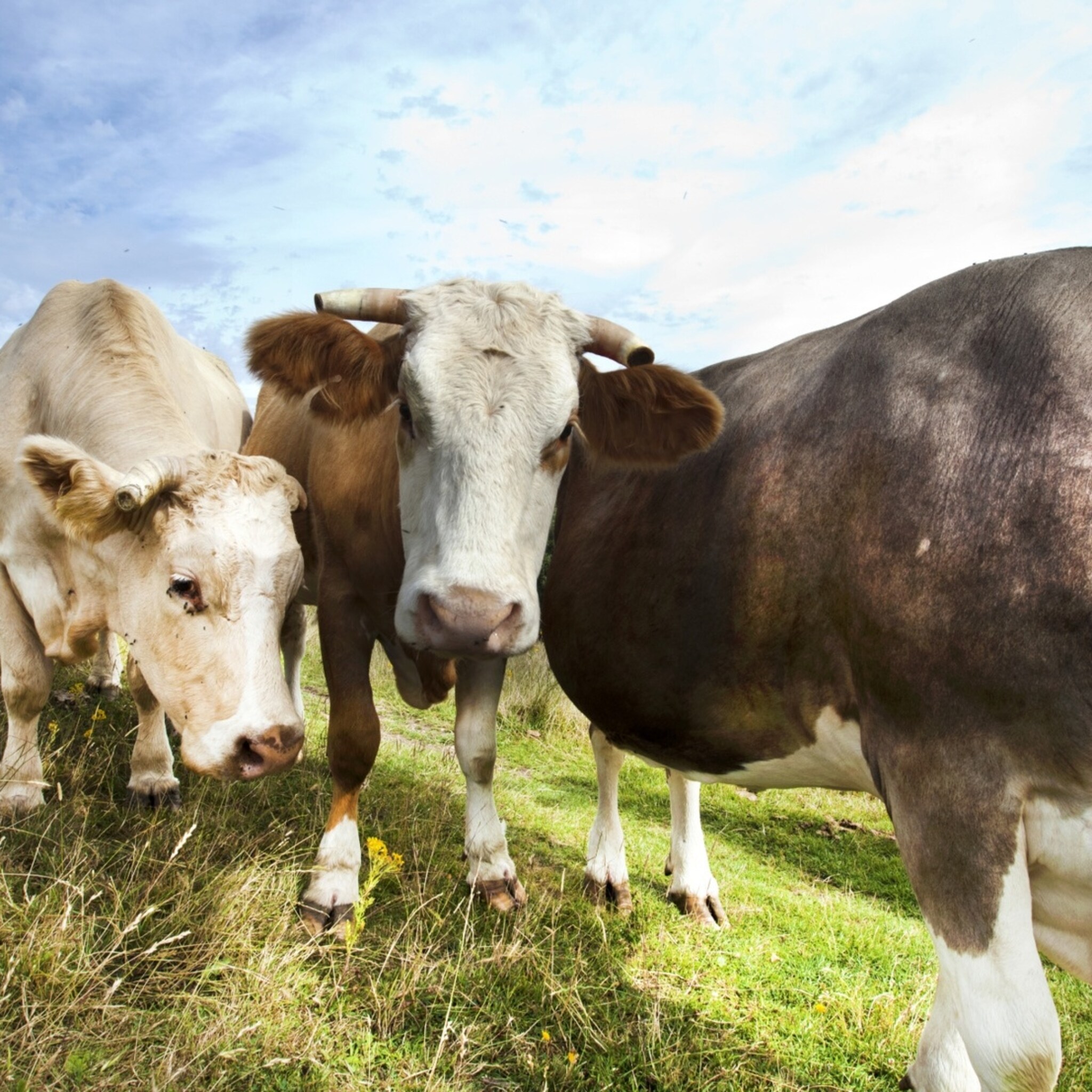 subsidie van 750 euro voor boeren die koeien vroeg in weiland zetten