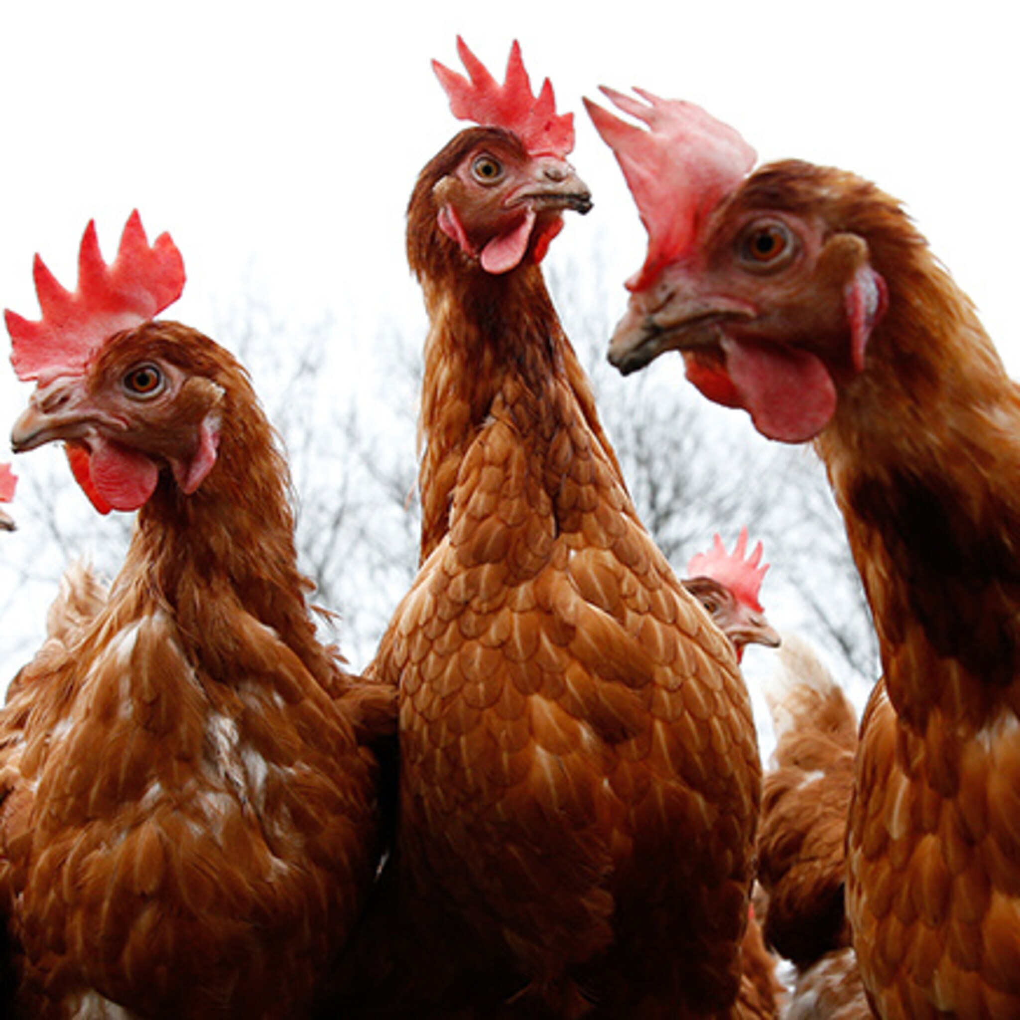 pluimveesector vreest komst oekraiense plofkippenkeizer