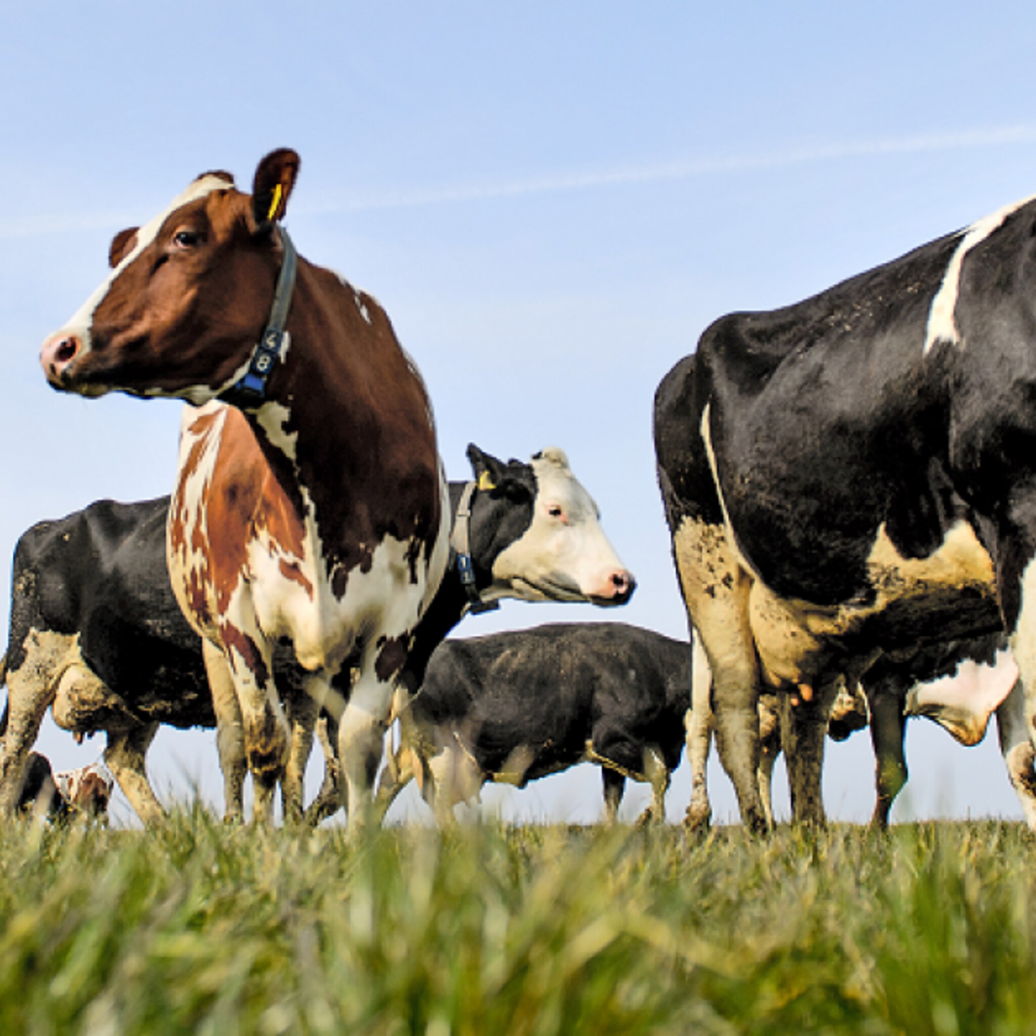 boer bedenkt sms dienst voor dansende koeien