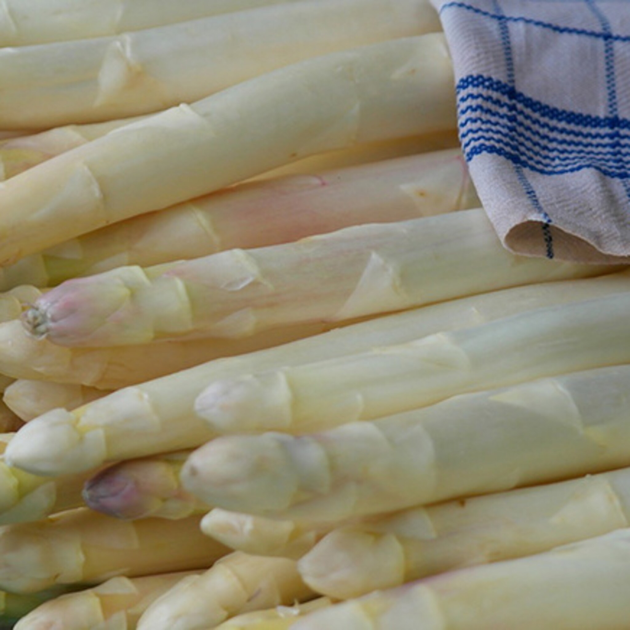 sallandse asperge is lekker zoet