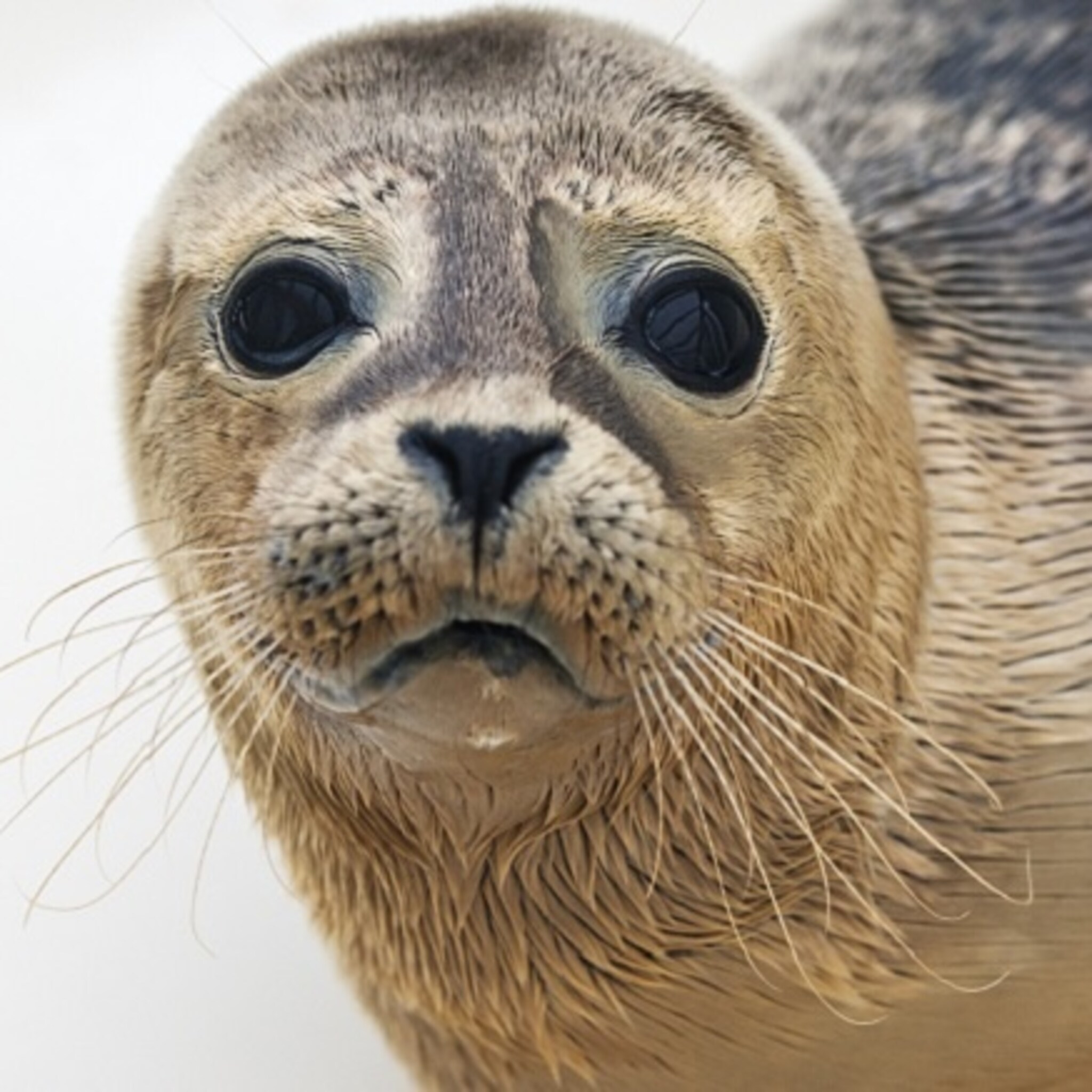 komst zeehondenopvang termunten toeristentrekker voor ondernemers